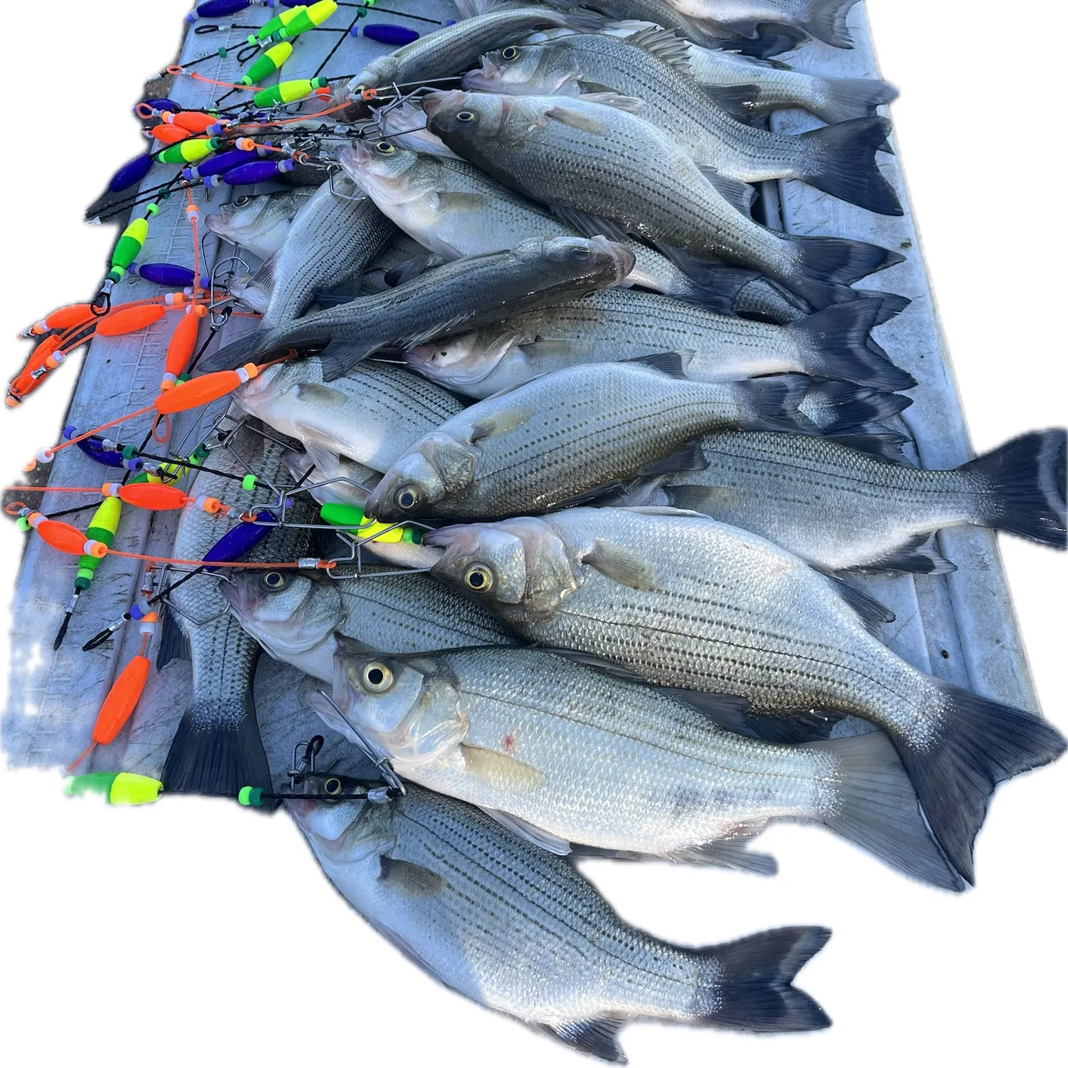 White bass caught on Fishbrain