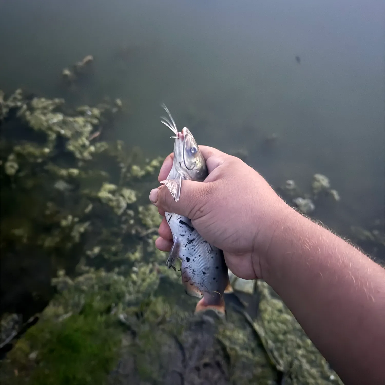 Channel catfish caught on Fishbrain