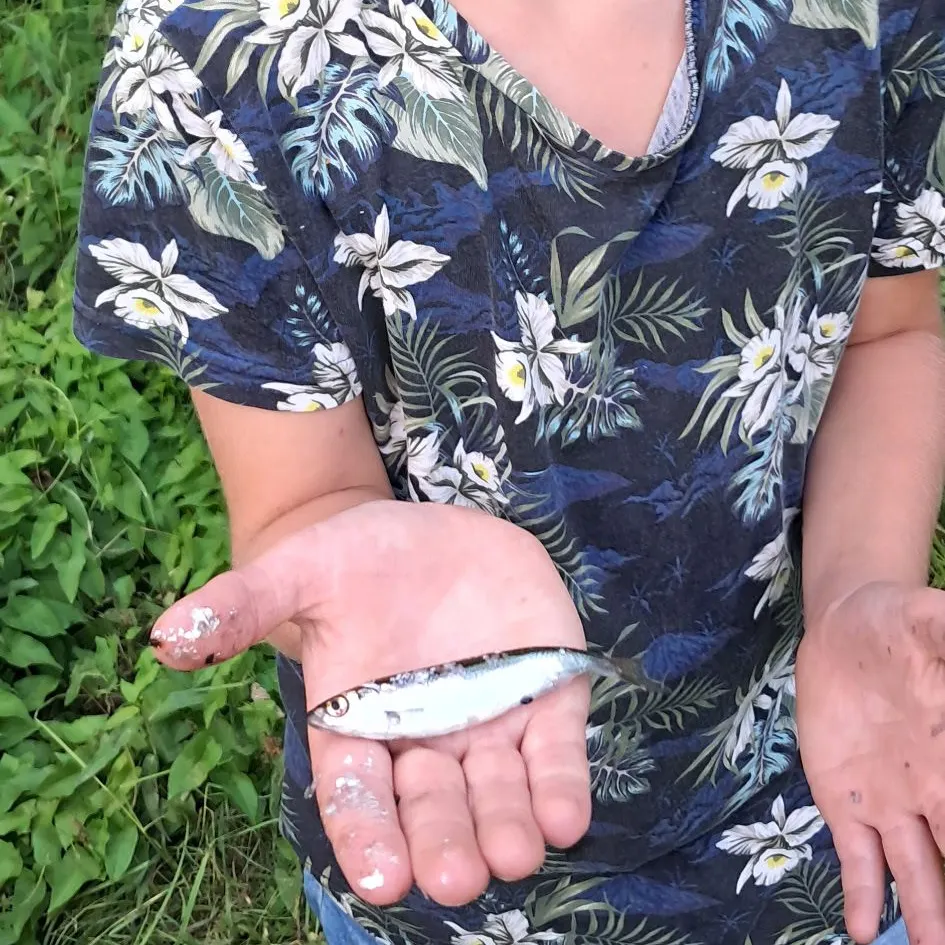 Common bleak caught on Fishbrain