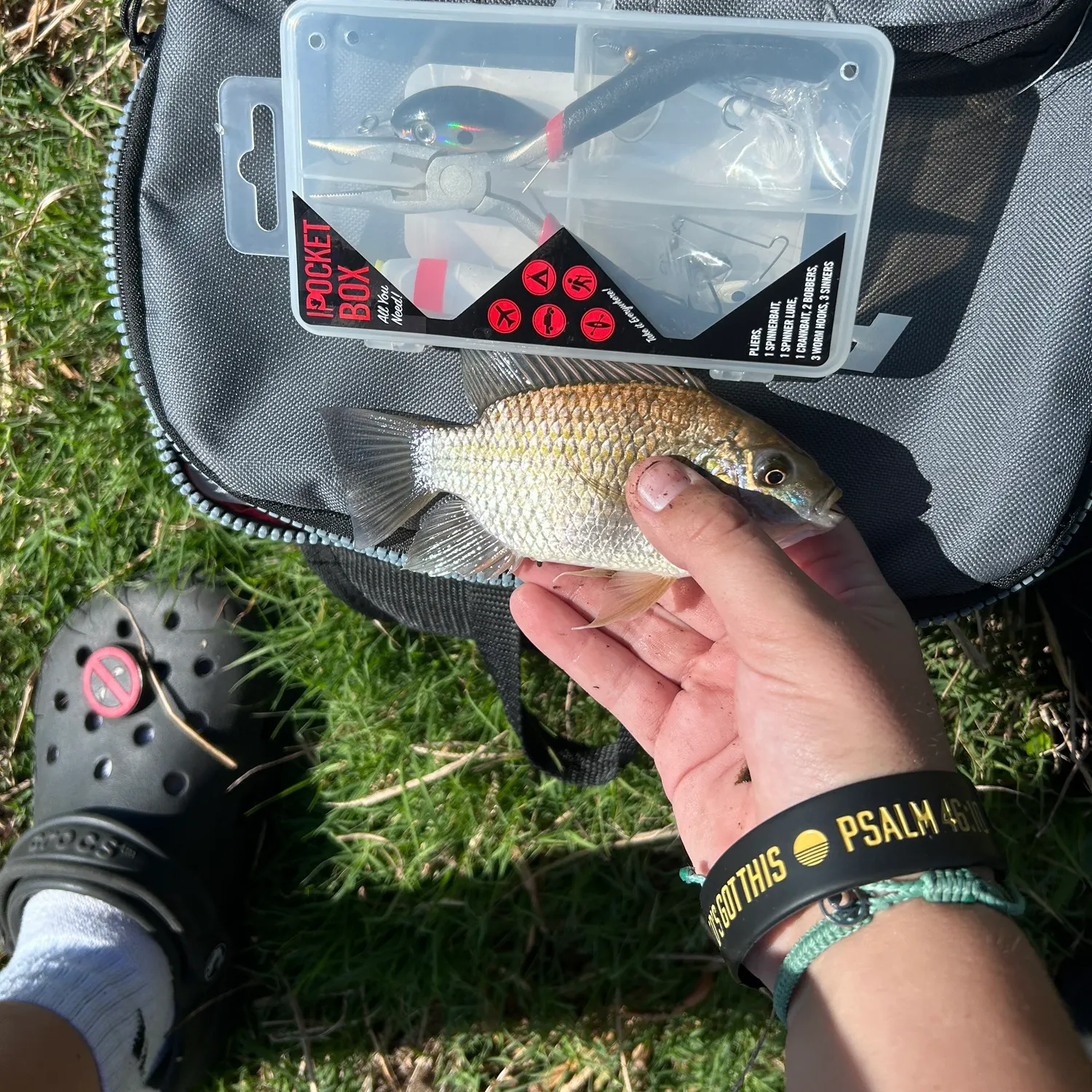 The most recent Blackchin tilapia catches on Fishbrain