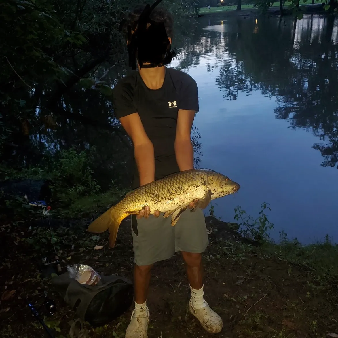 Common carp caught on Fishbrain