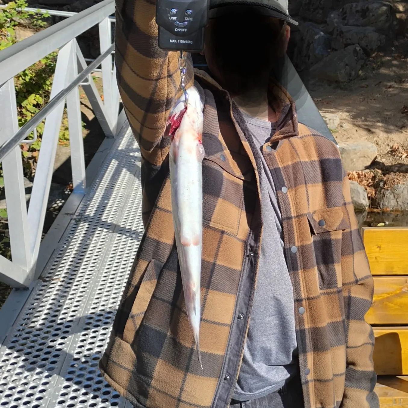 Rainbow trout caught on Fishbrain