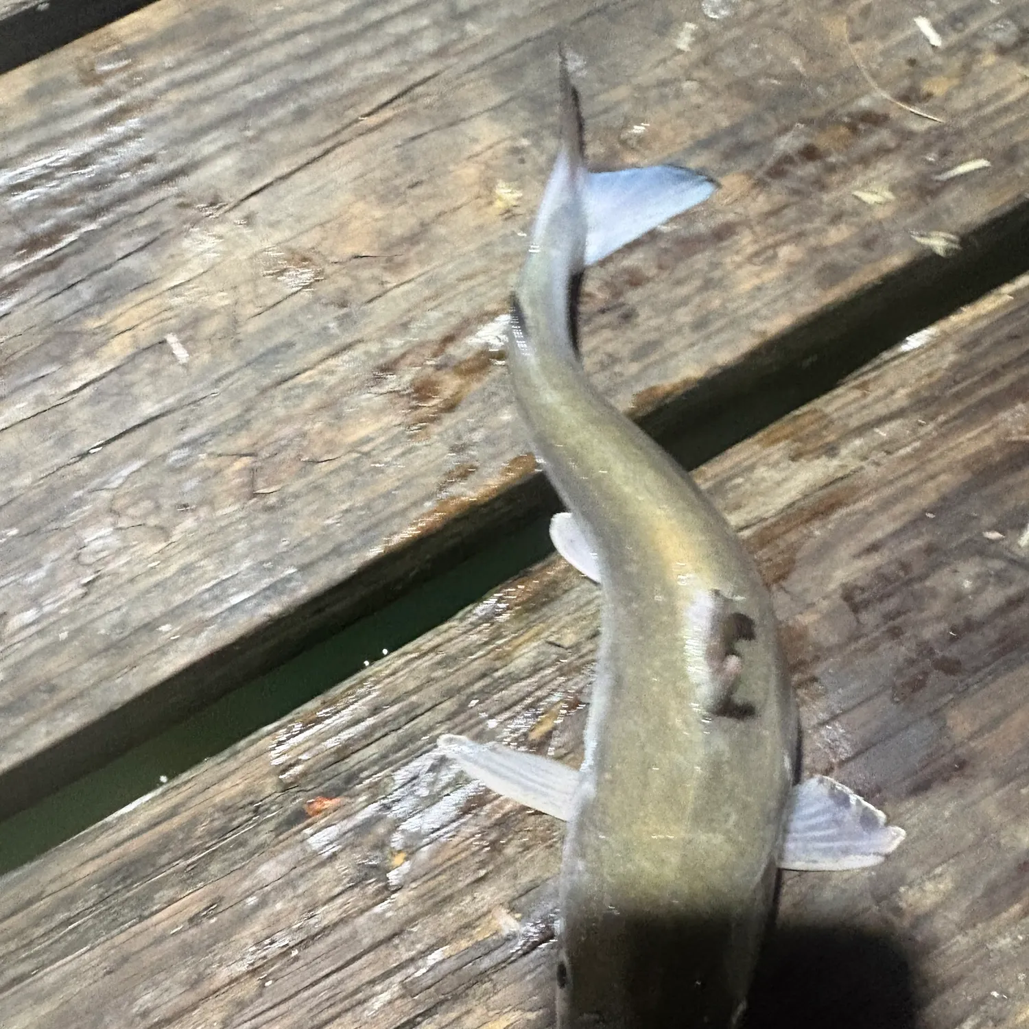 The most recent Hardhead sea catfish catches on Fishbrain