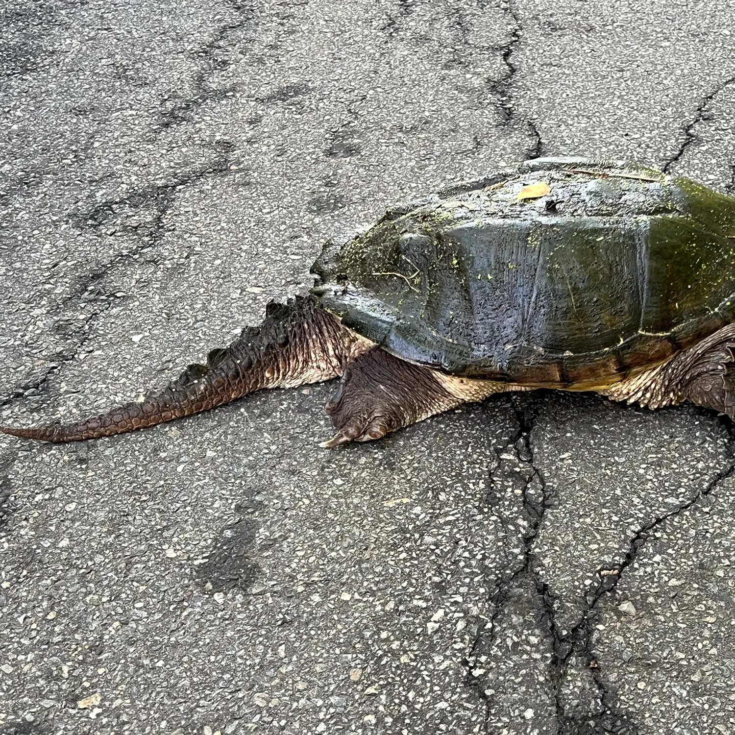 Common snapping turtle caught on Fishbrain