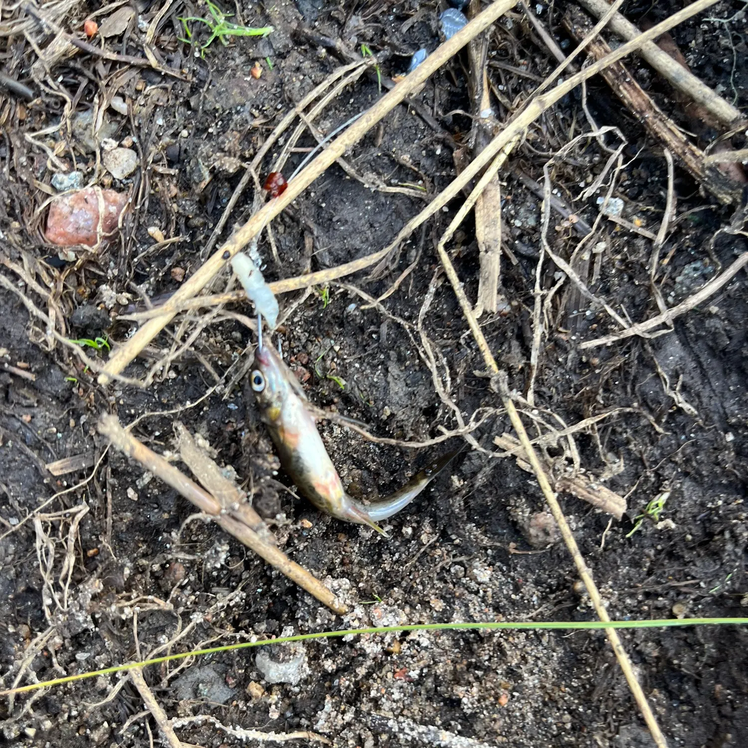 Eurasian minnow caught on Fishbrain