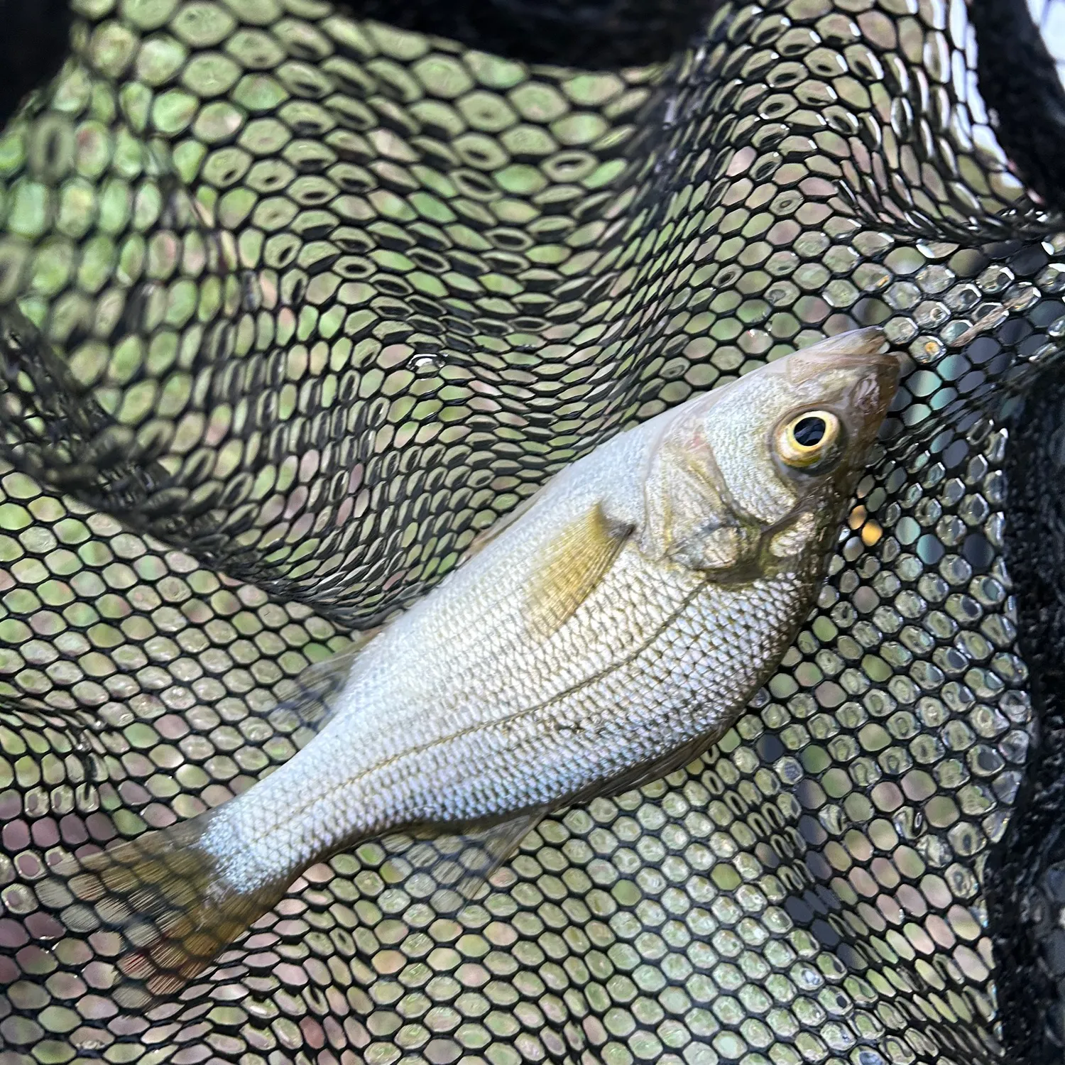 The most recent White perch catches on Fishbrain