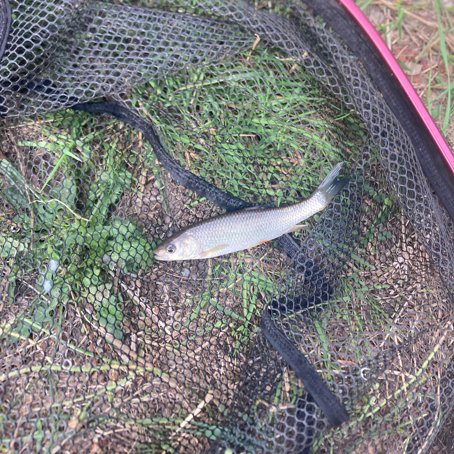 European chub caught on Fishbrain