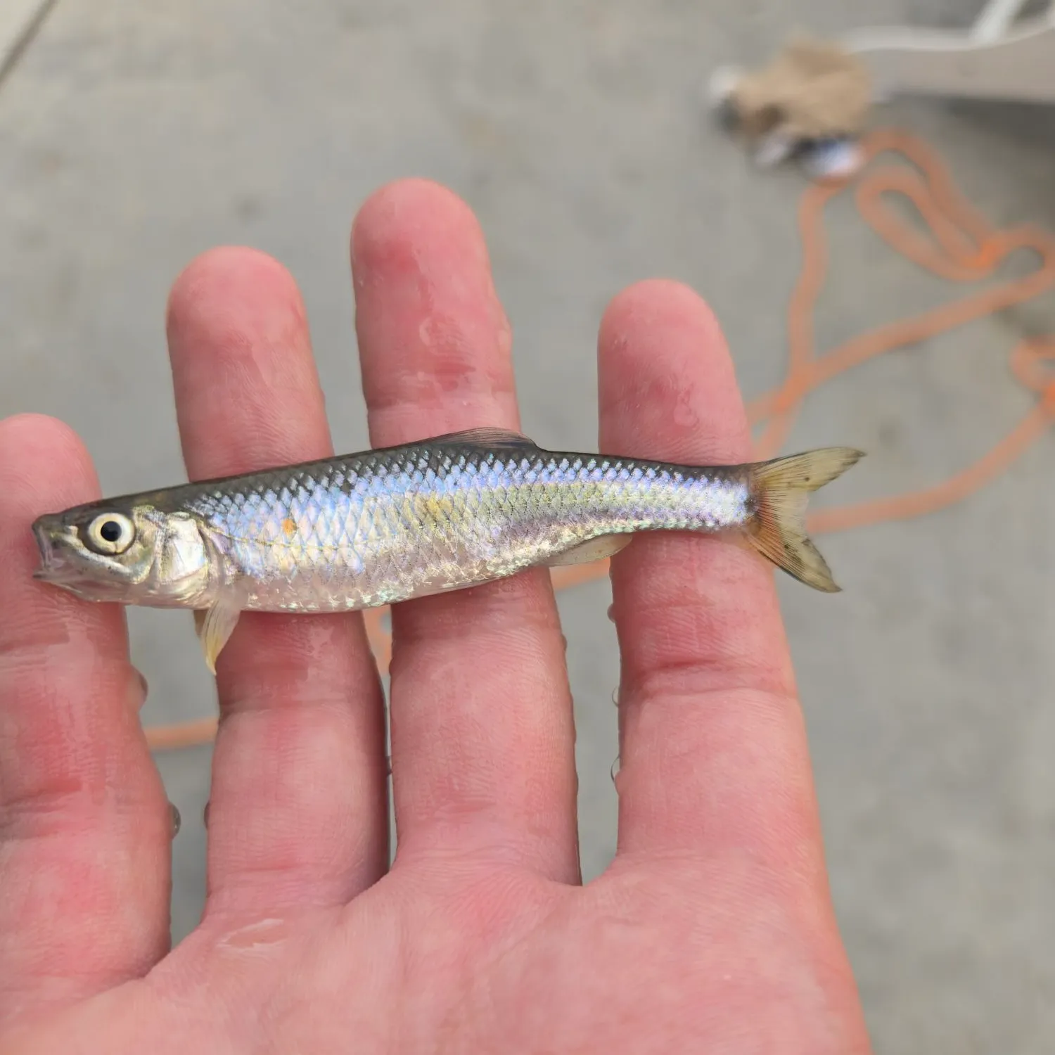 The most recent Emerald shiner catches on Fishbrain