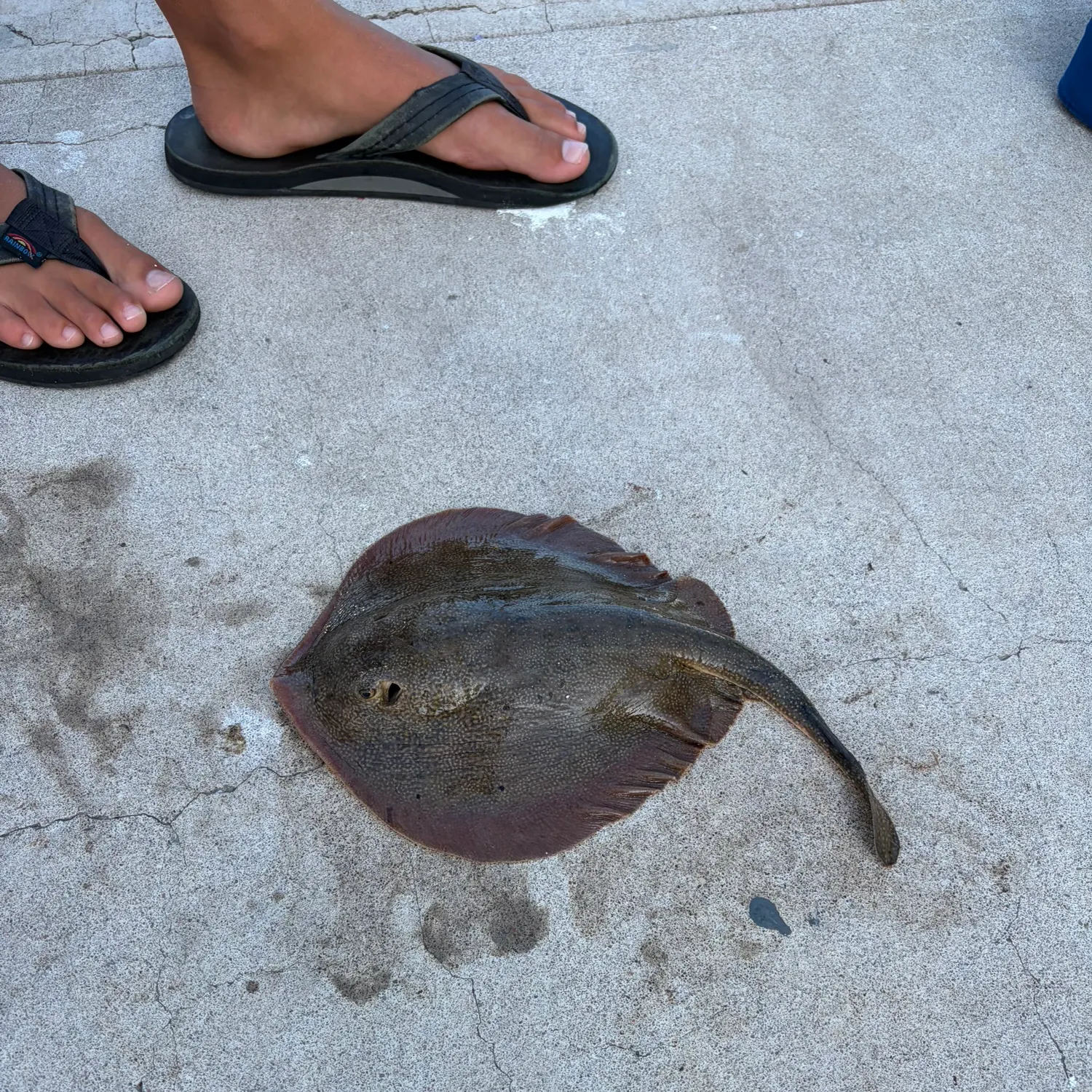 The most recent Haller's round ray catches on Fishbrain