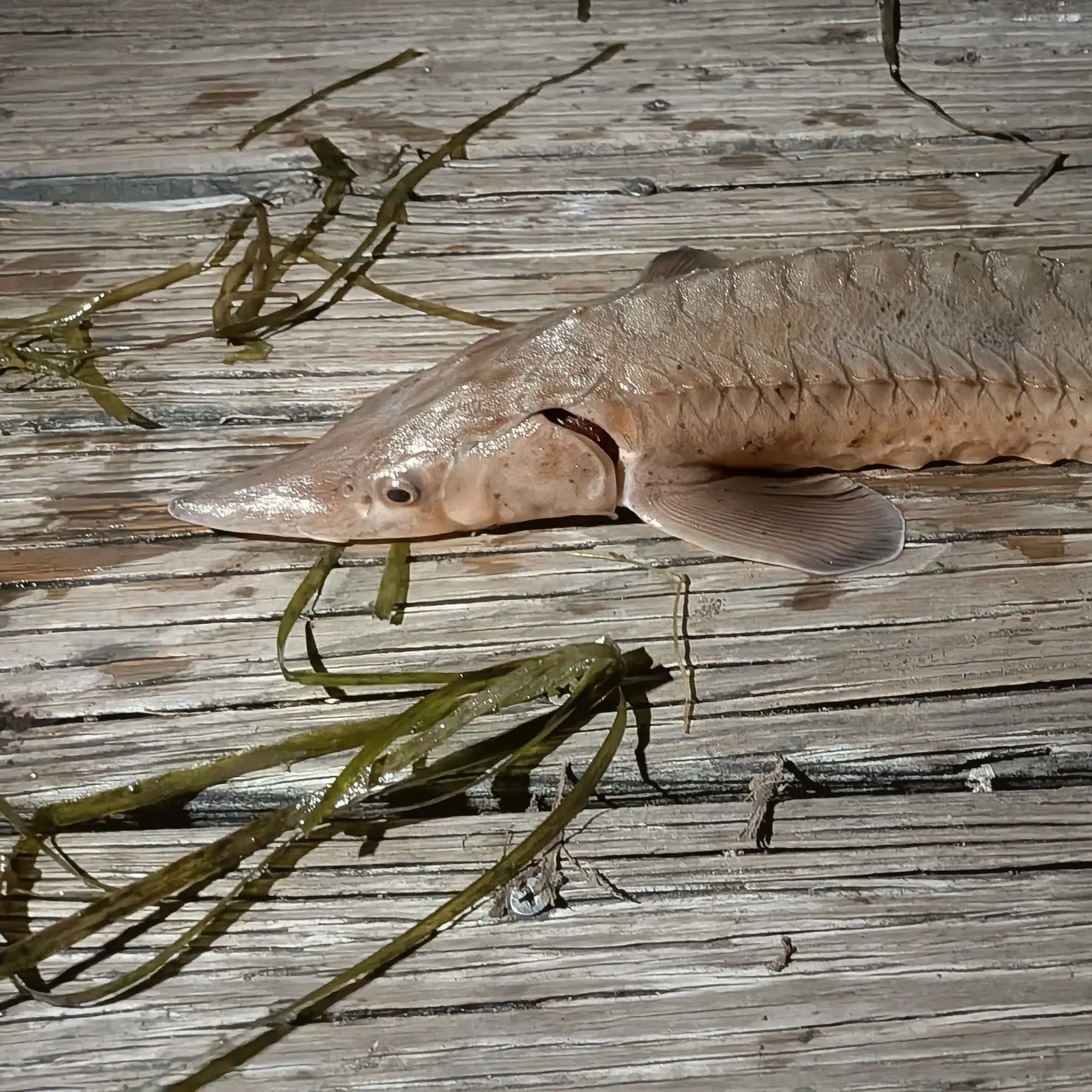 Lake sturgeon caught on Fishbrain