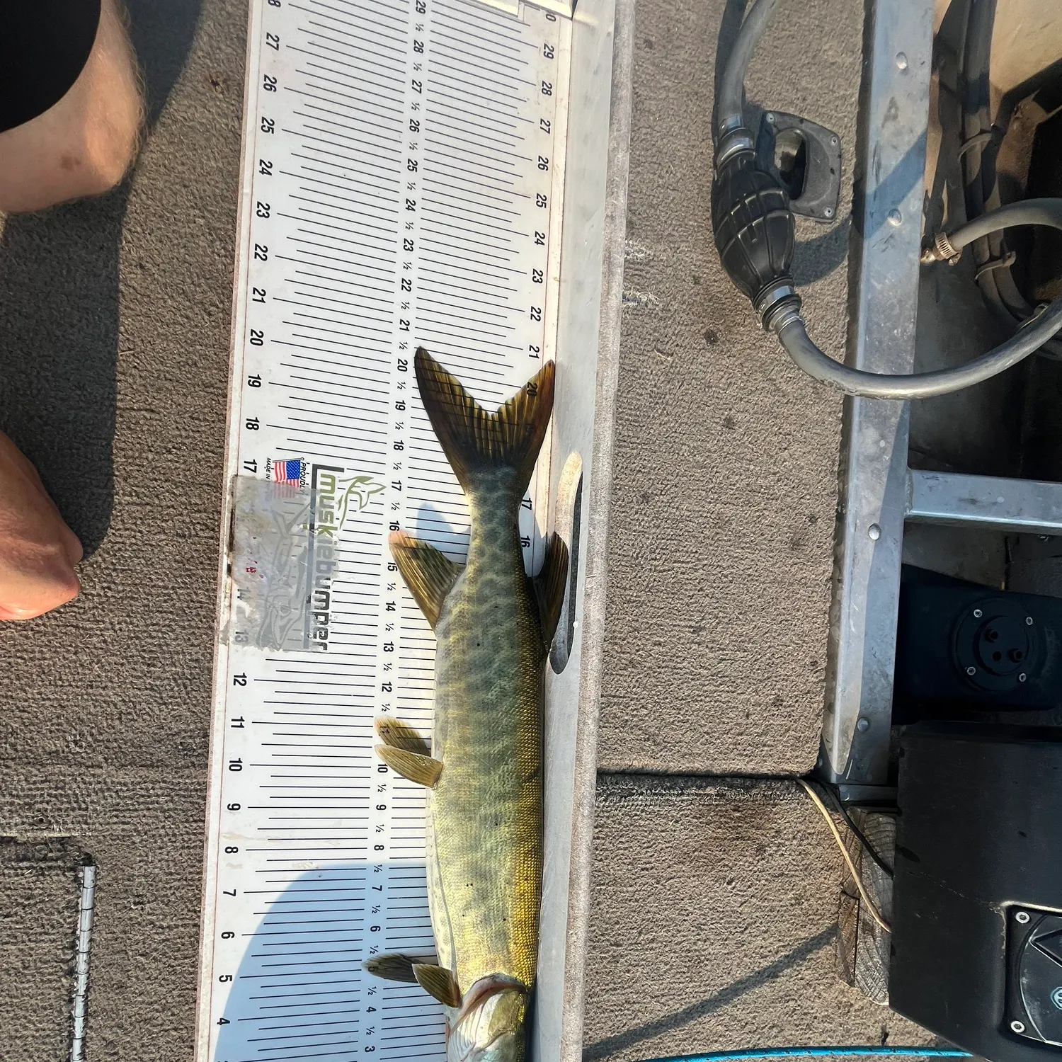 Muskie caught on Fishbrain