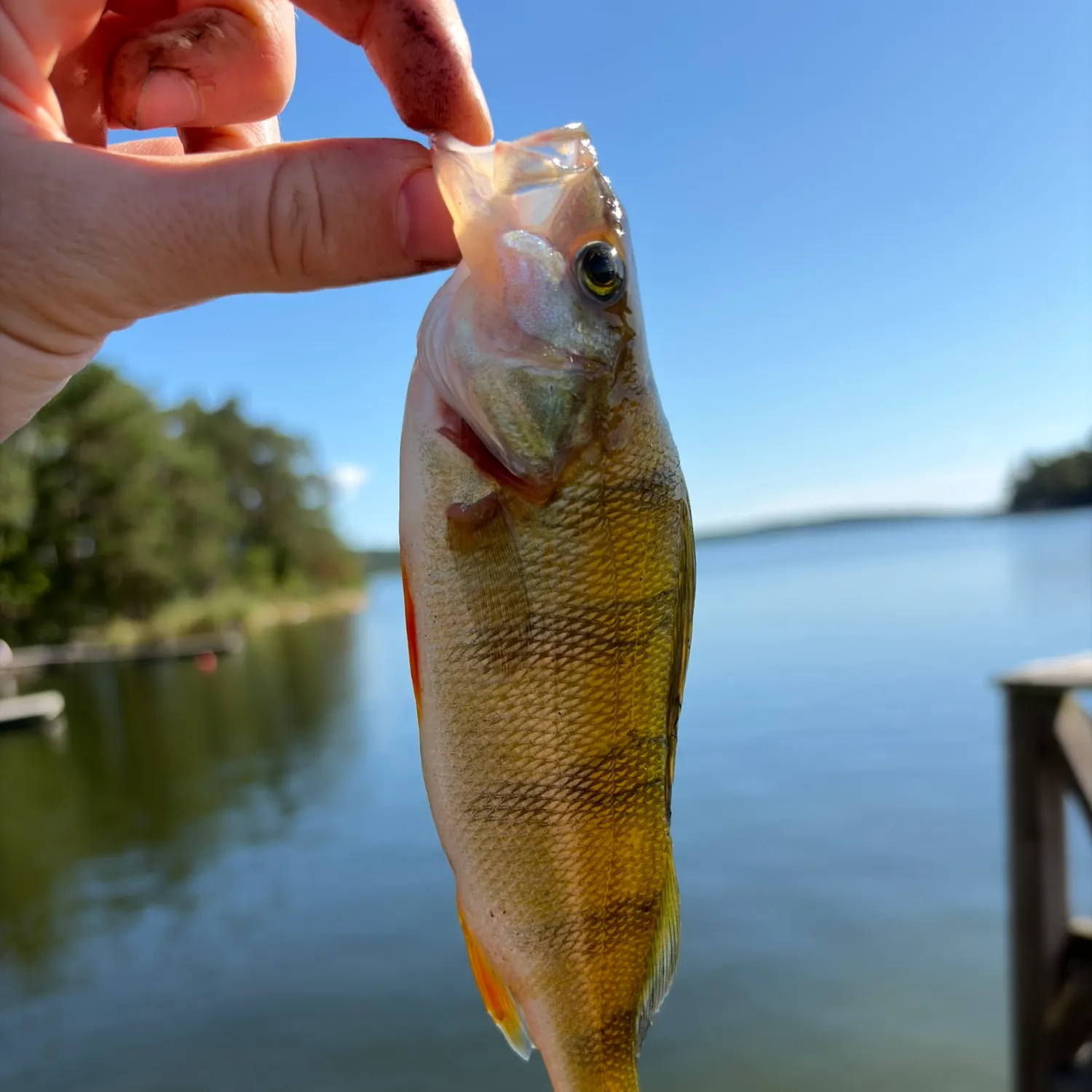 European perch caught on Fishbrain