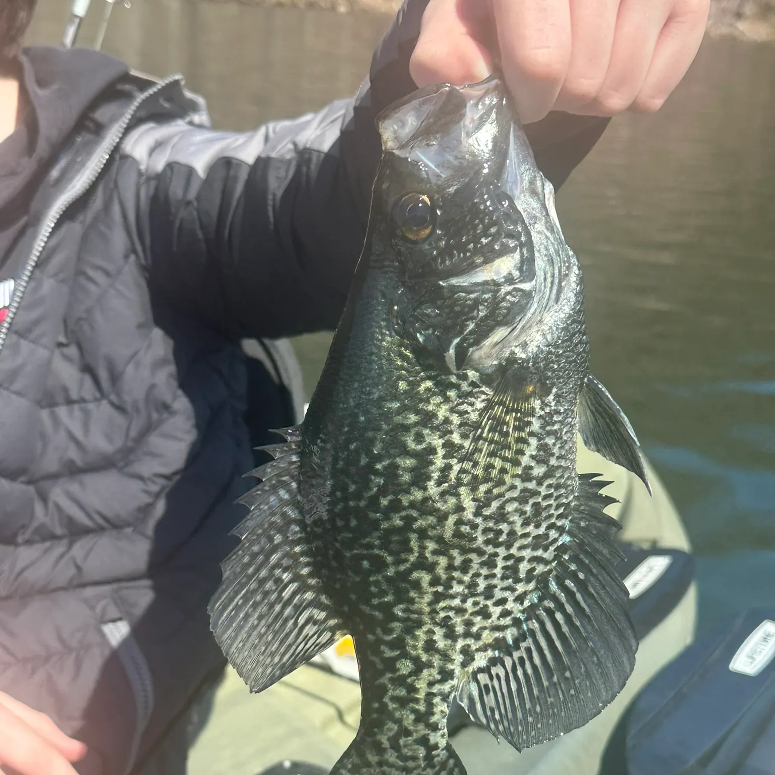 The most recent Black crappie catches on Fishbrain