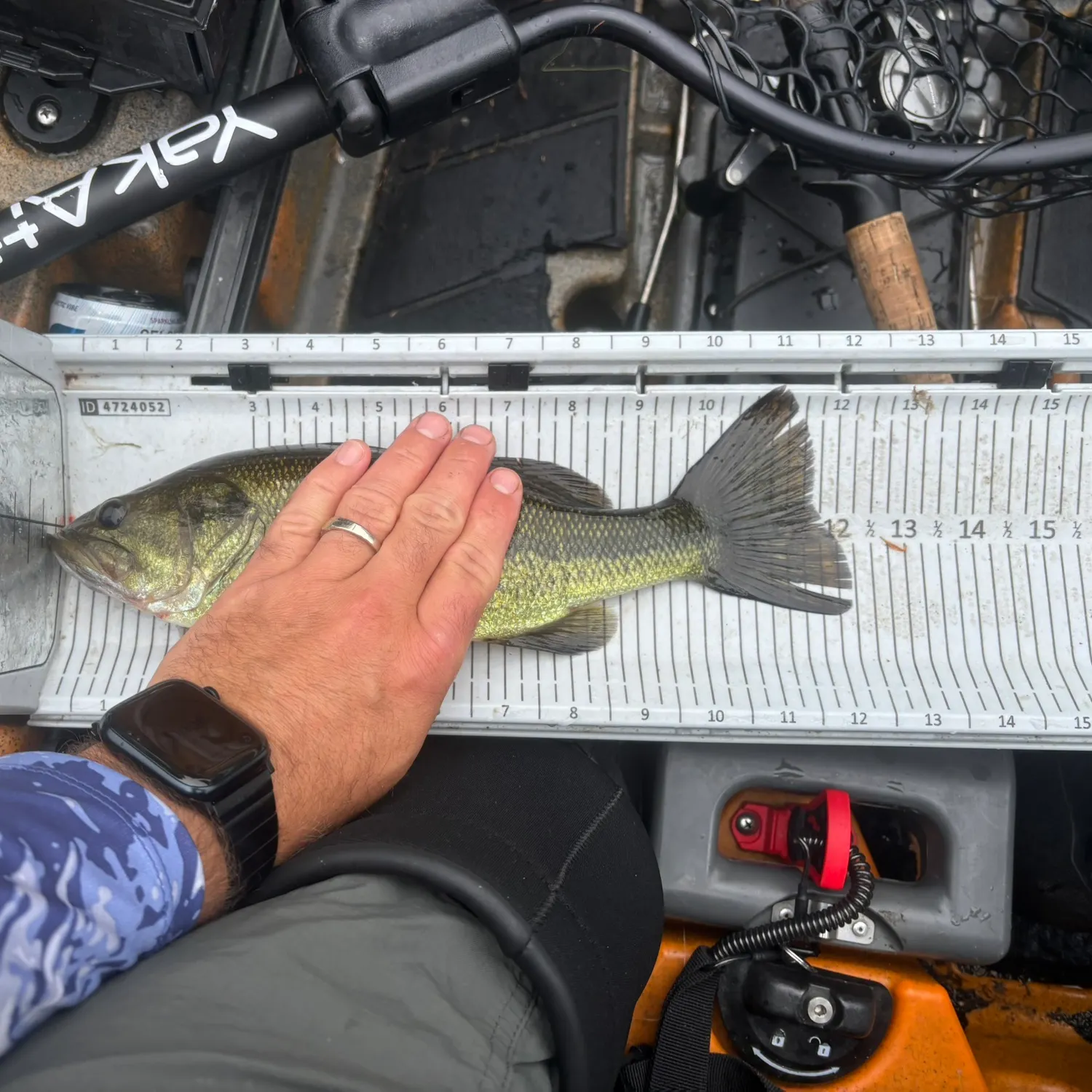 Largemouth bass caught on Fishbrain