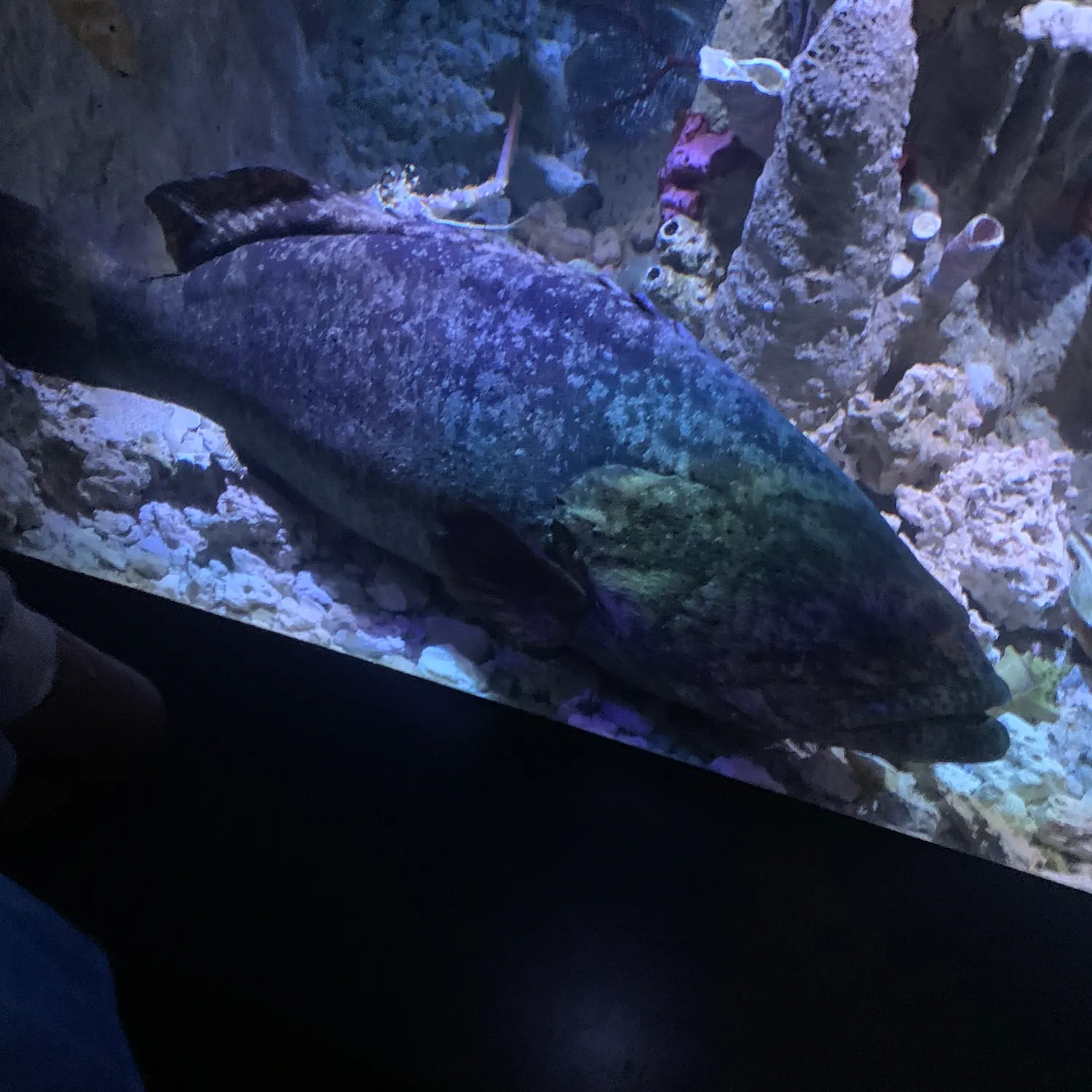 The most recent Atlantic goliath grouper catches on Fishbrain