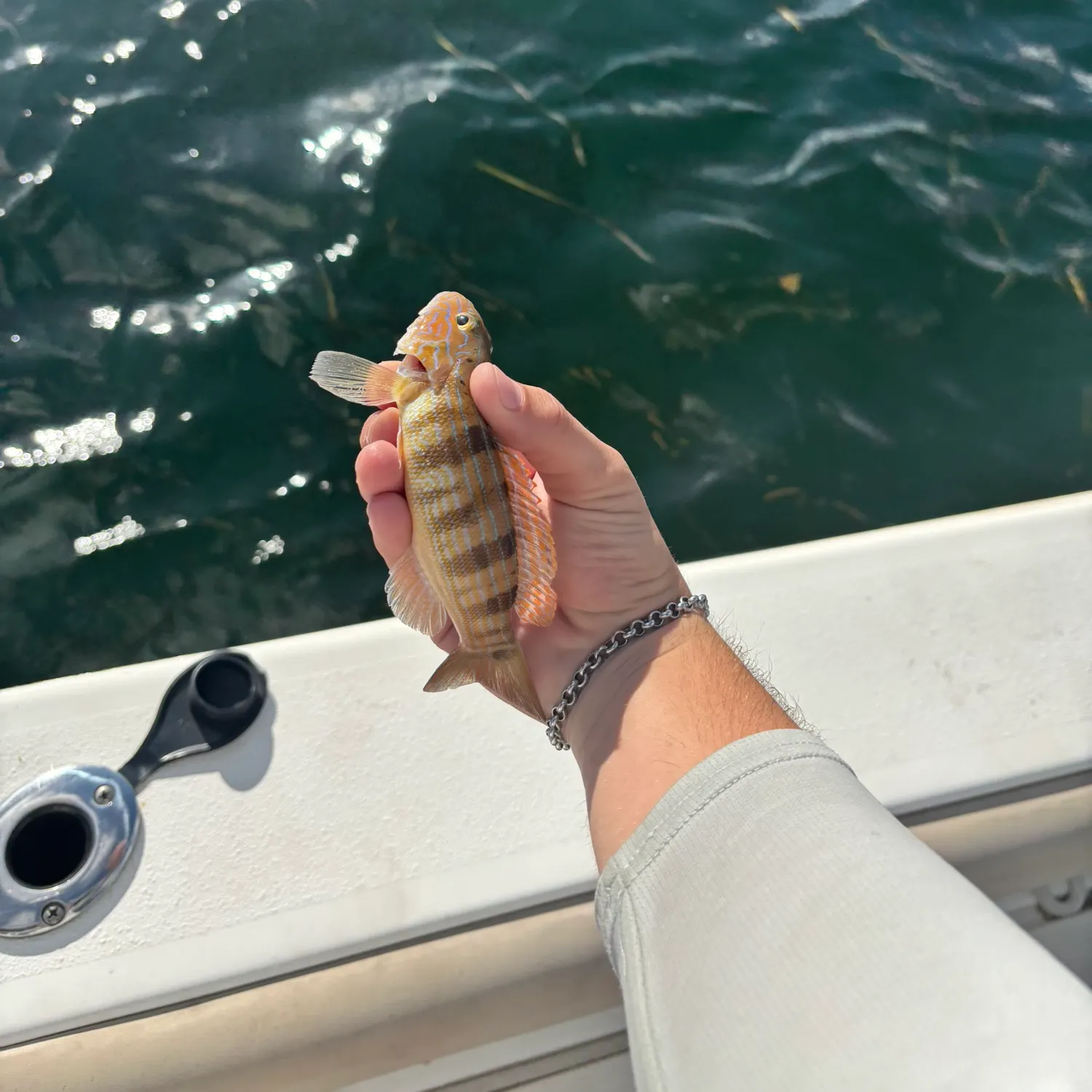 The most recent Red lizard fish catches on Fishbrain