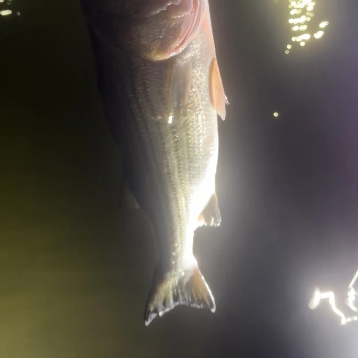 Striped bass caught on Fishbrain