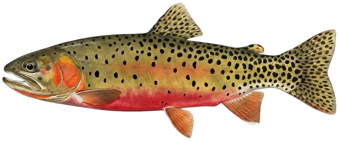 Greenback cutthroat trout