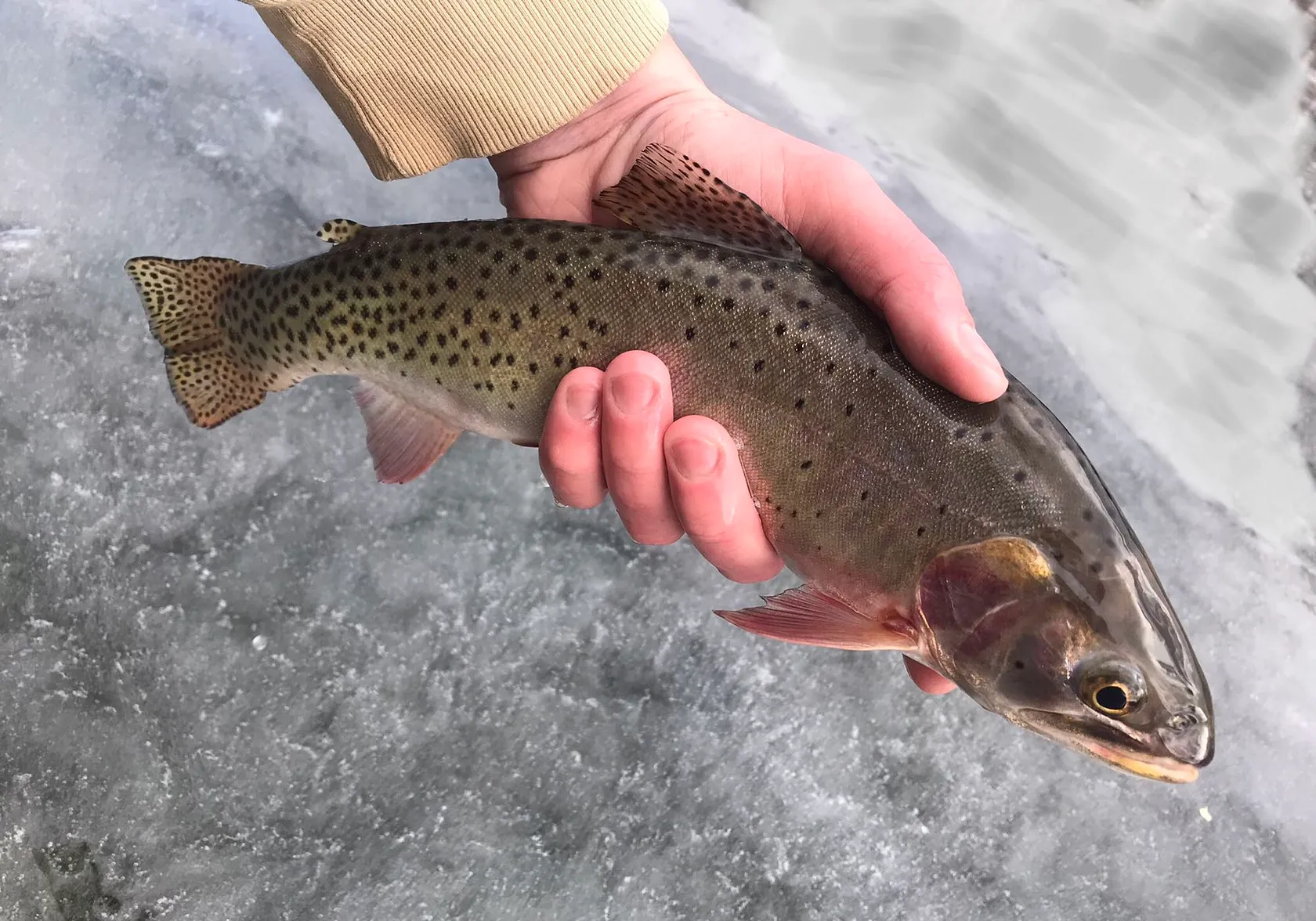 Colorado river cutthroat trout