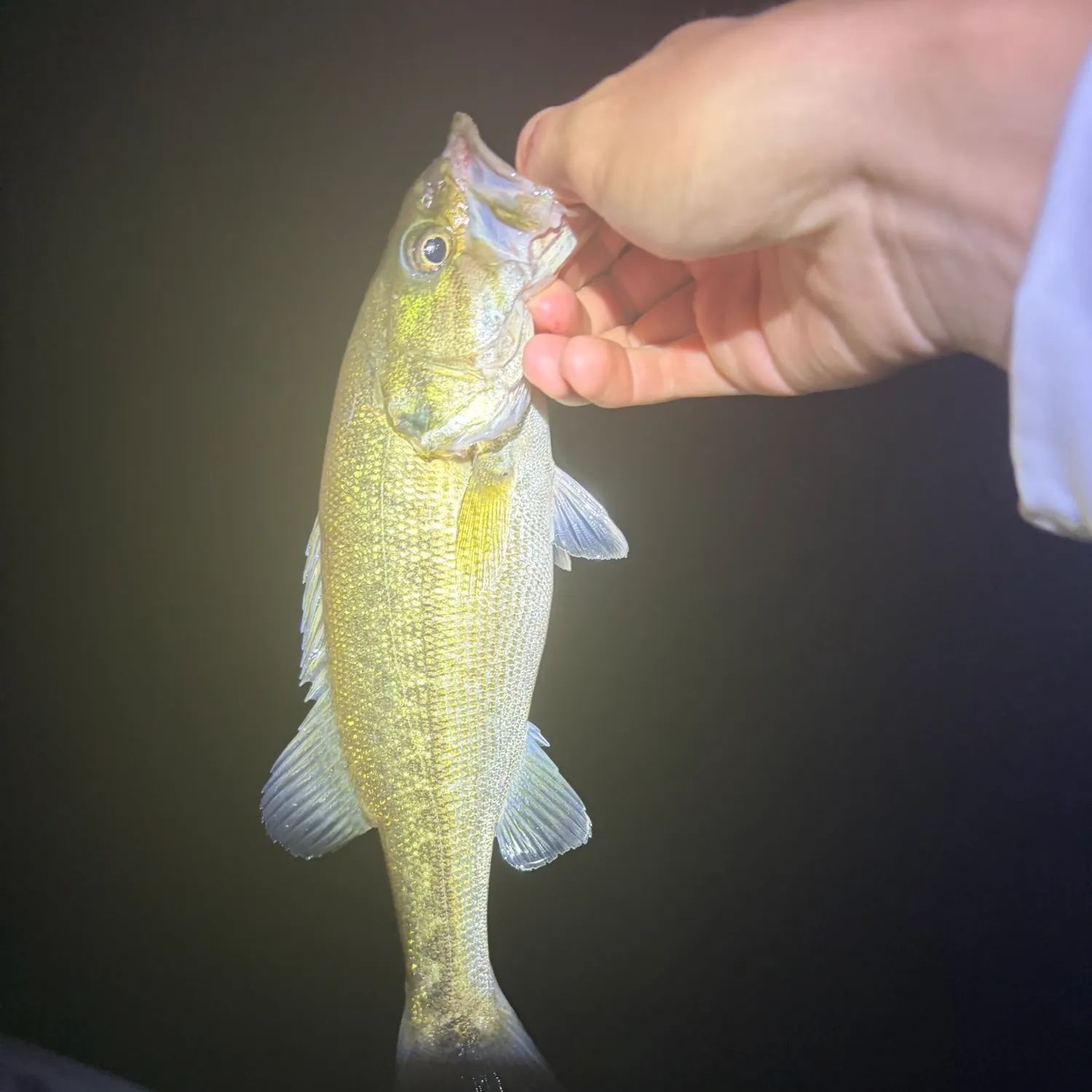 Spotted bass caught on Fishbrain