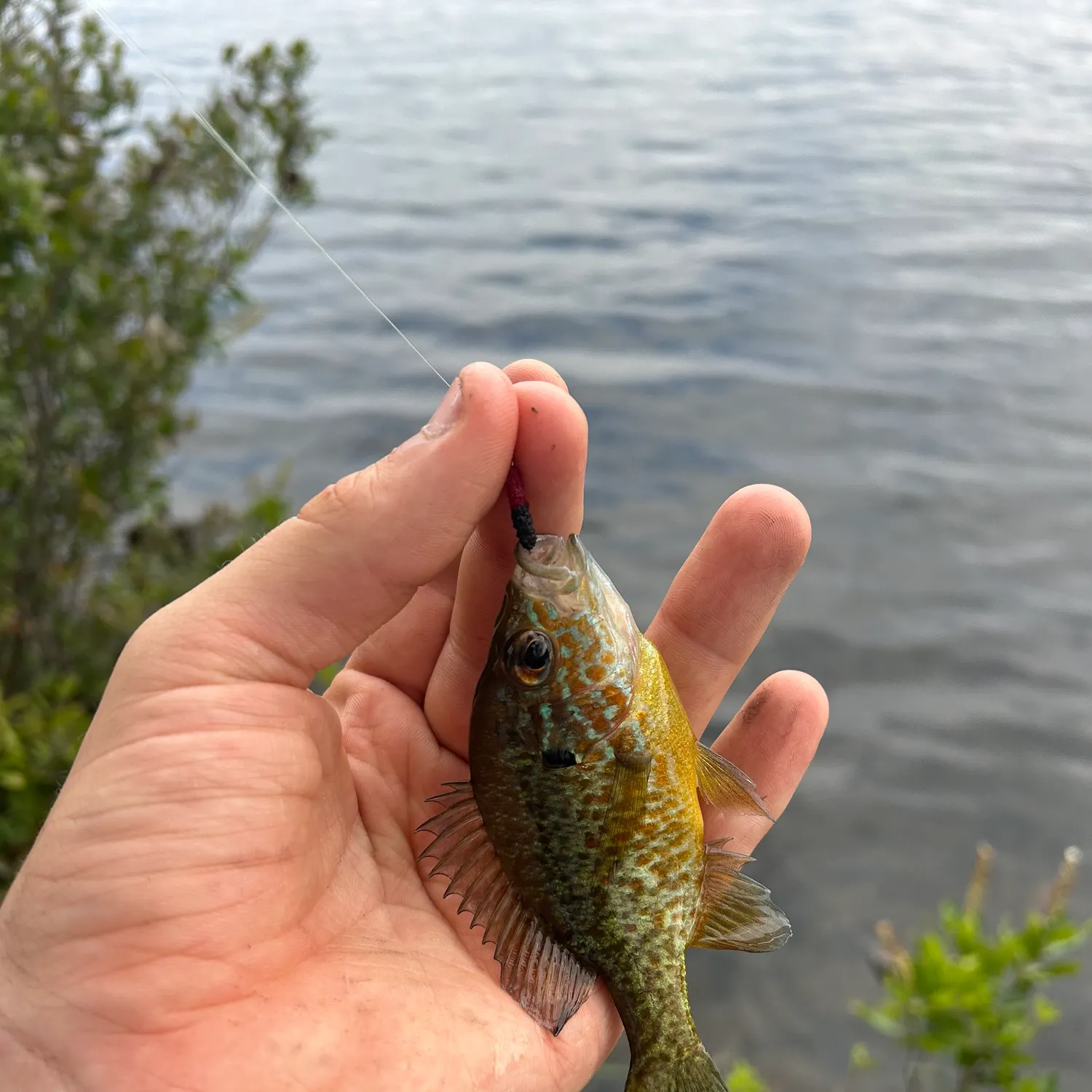 Pumpkinseed caught on Fishbrain