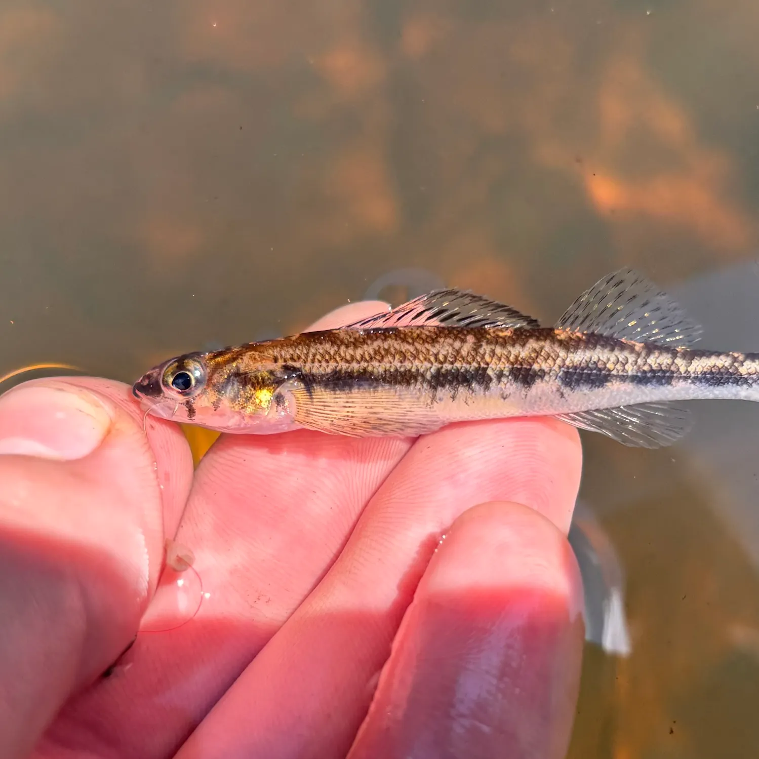 The most recent Chainback darter catches on Fishbrain