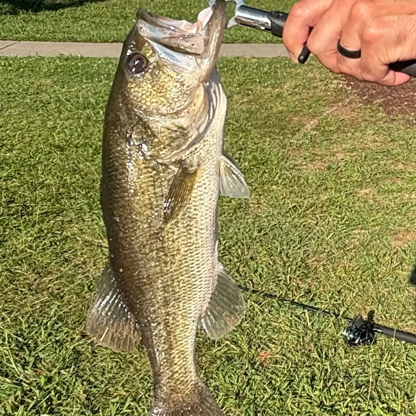 Largemouth bass caught on Fishbrain