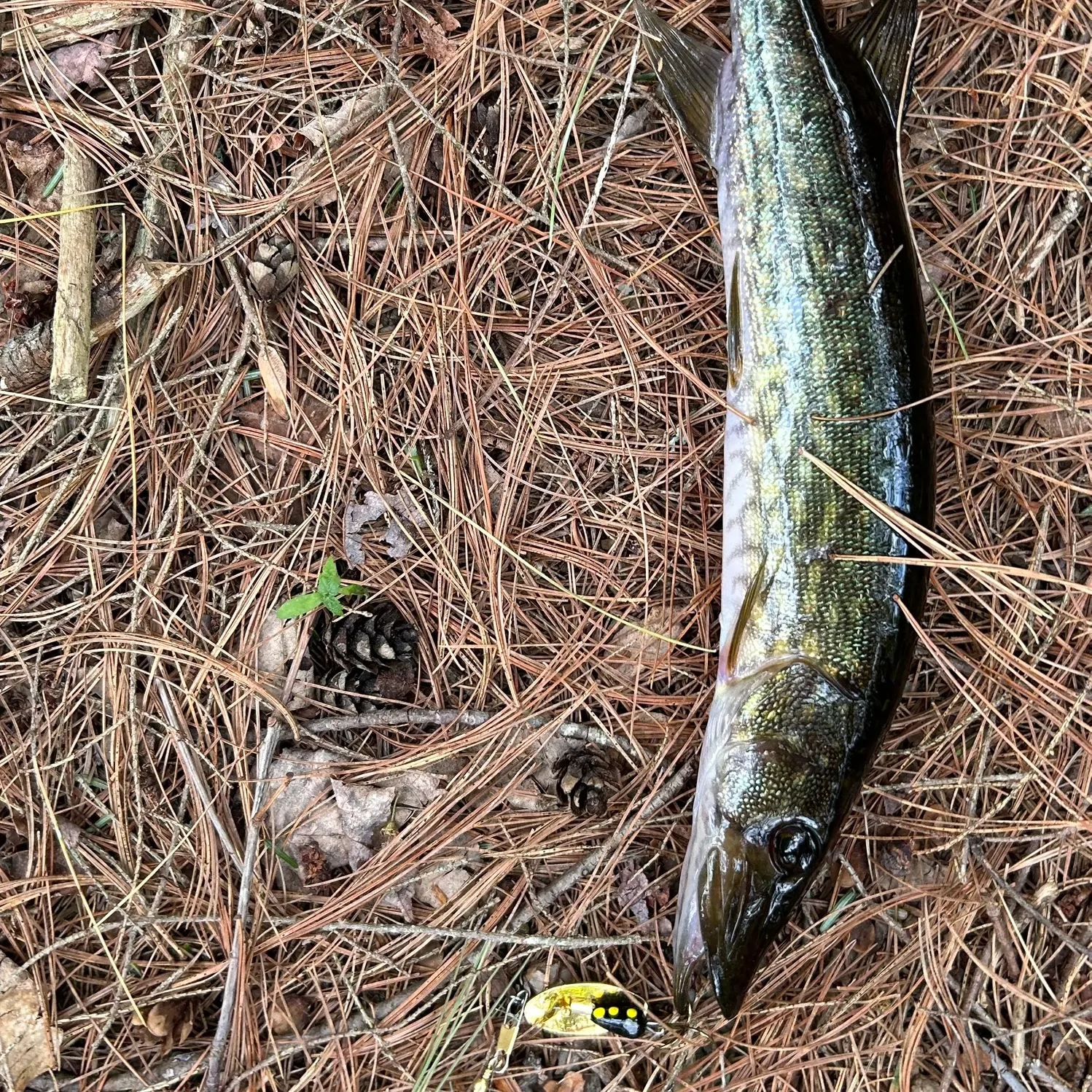 Chain pickerel caught on Fishbrain
