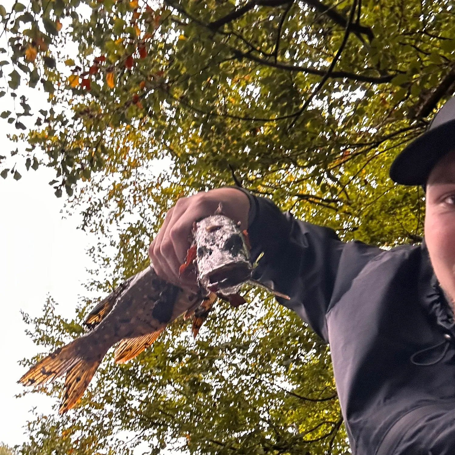 Fish caught on Fishbrain