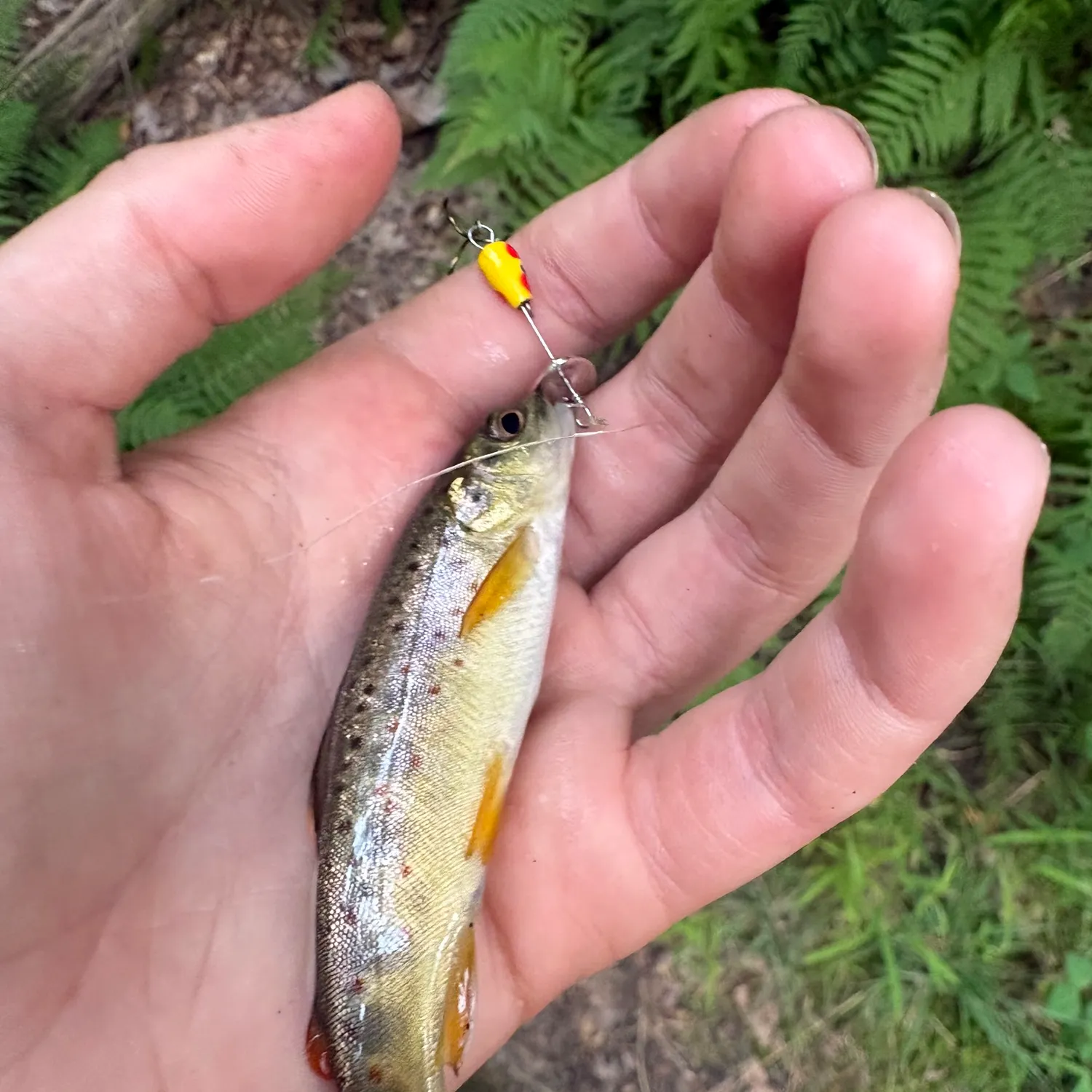 Brown trout caught on Fishbrain