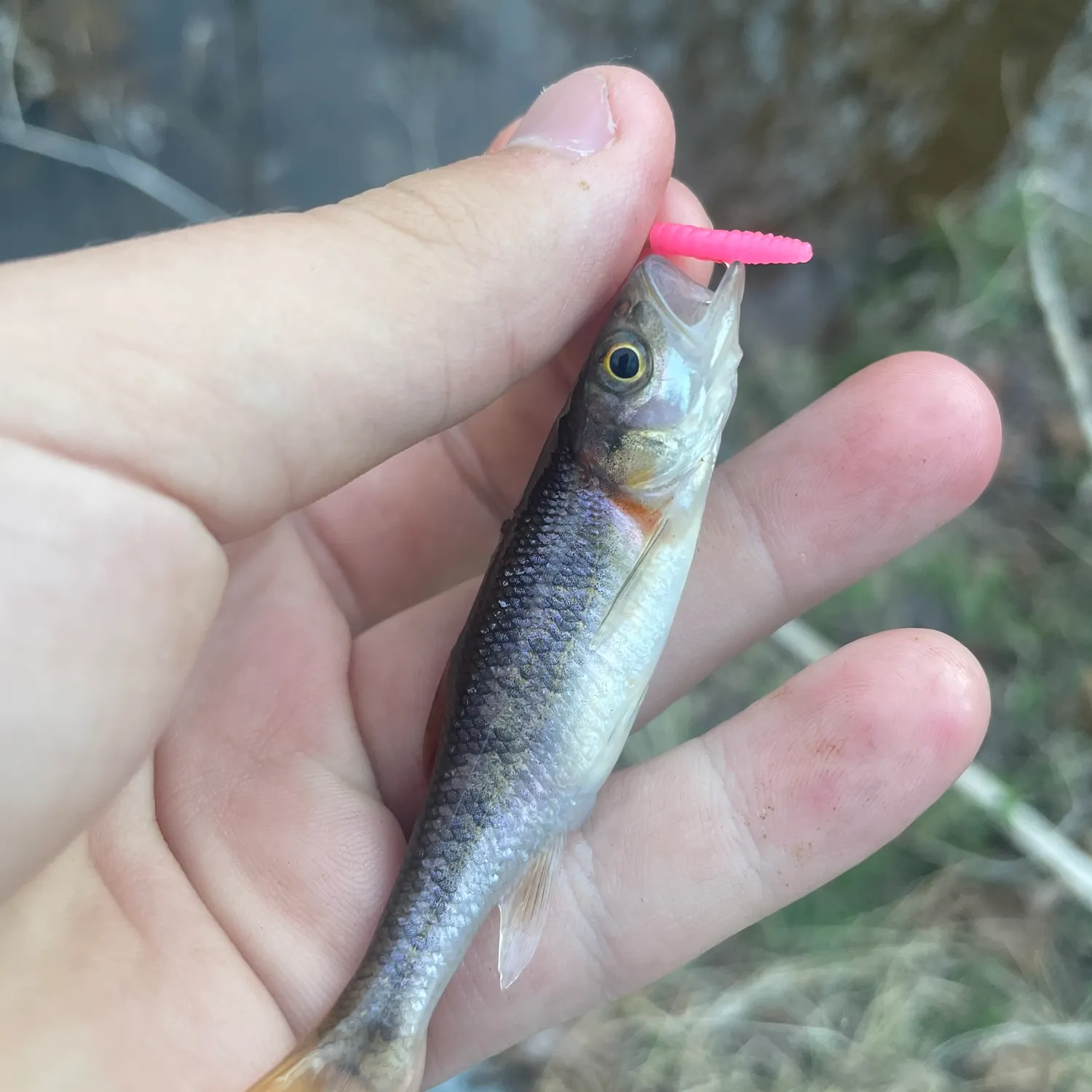 The most recent Warpaint shiner catches on Fishbrain