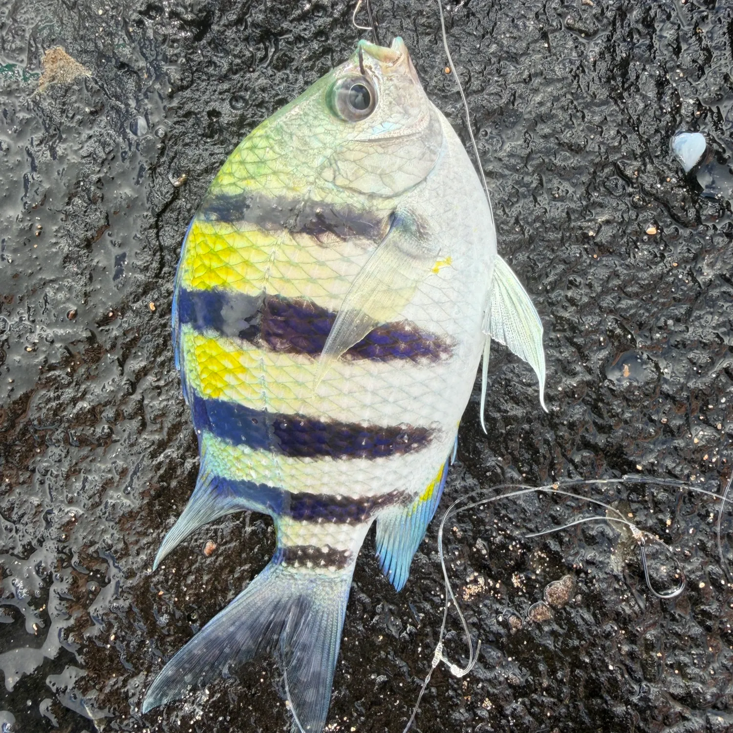 The most recent Indo-Pacific sergeant catches on Fishbrain