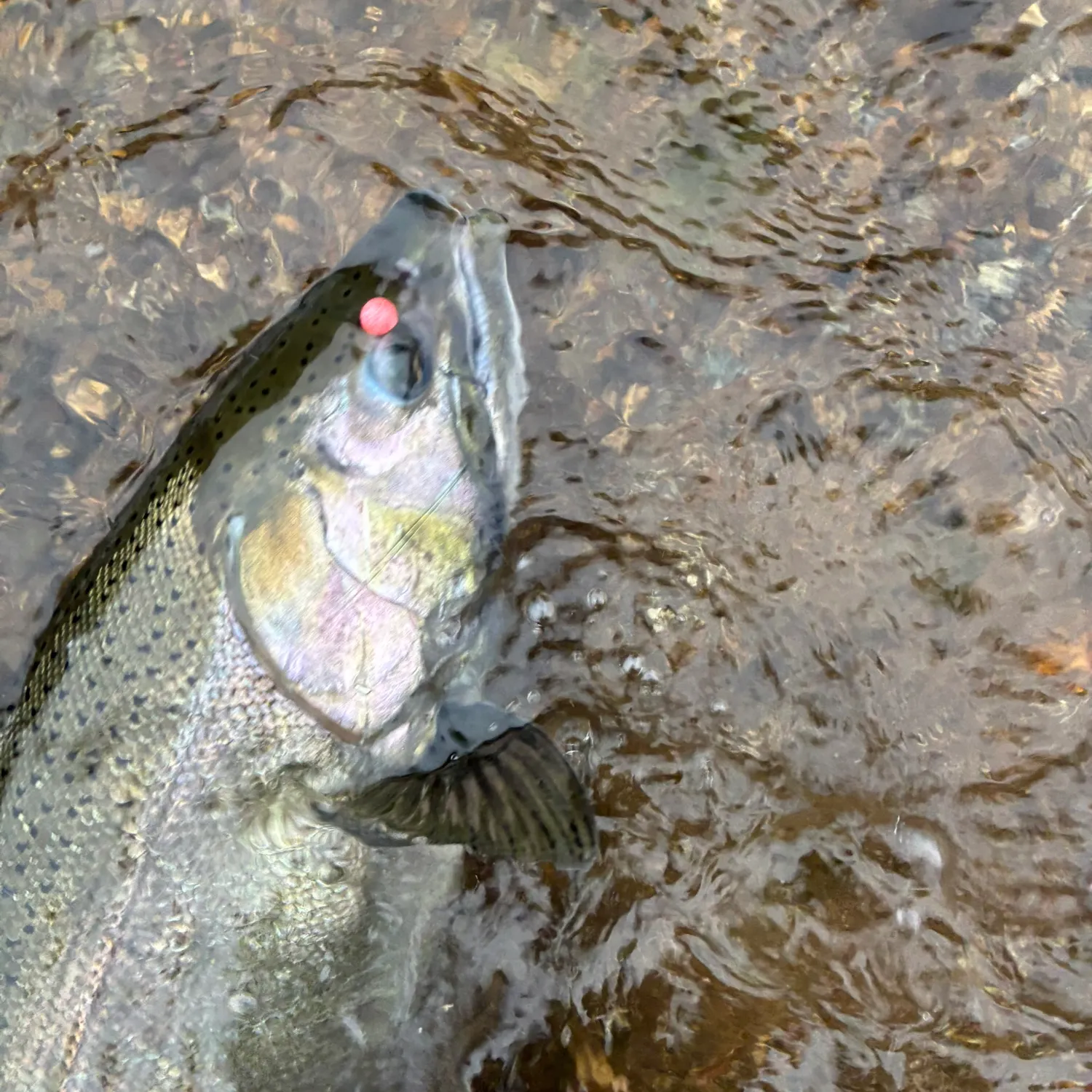 Coho salmon caught on Fishbrain
