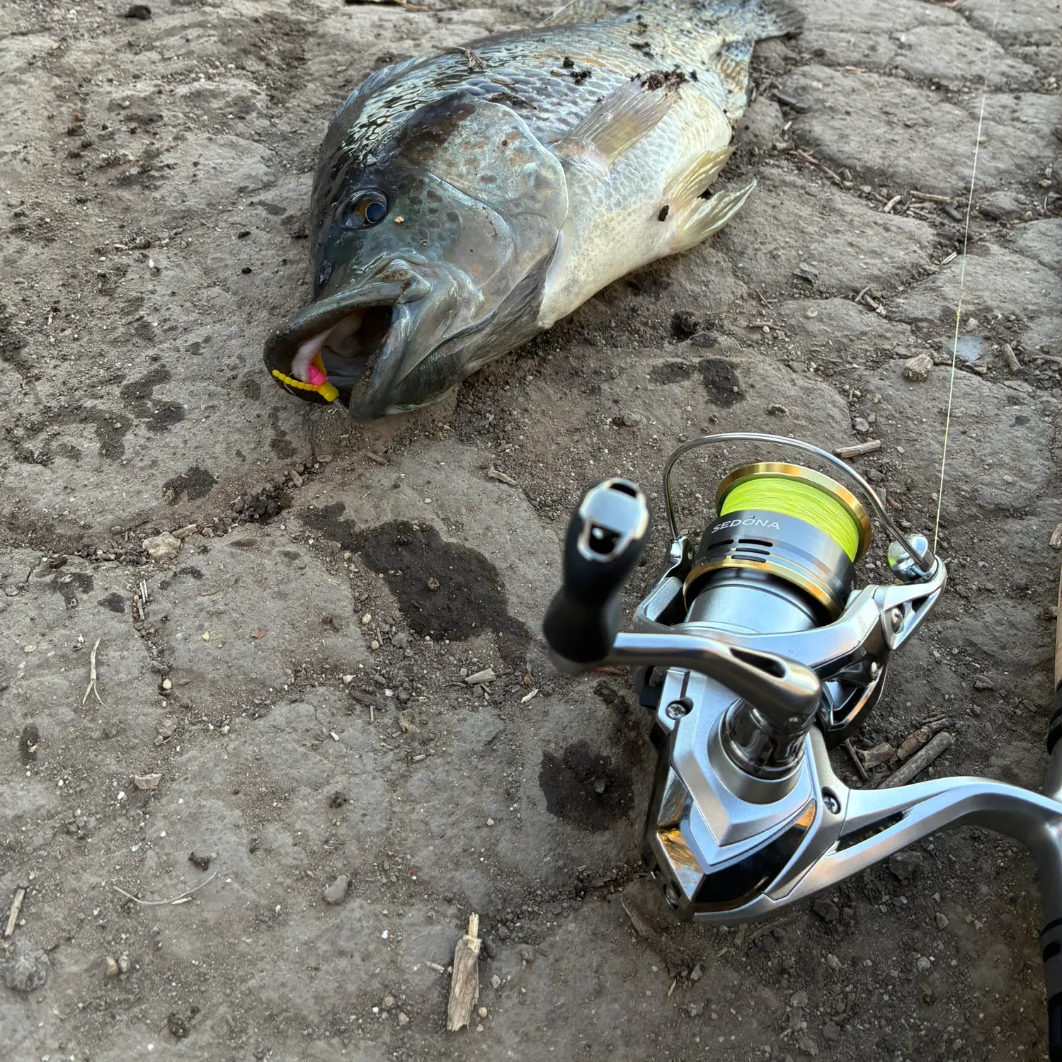 The most recent Mozambique tilapia catches on Fishbrain