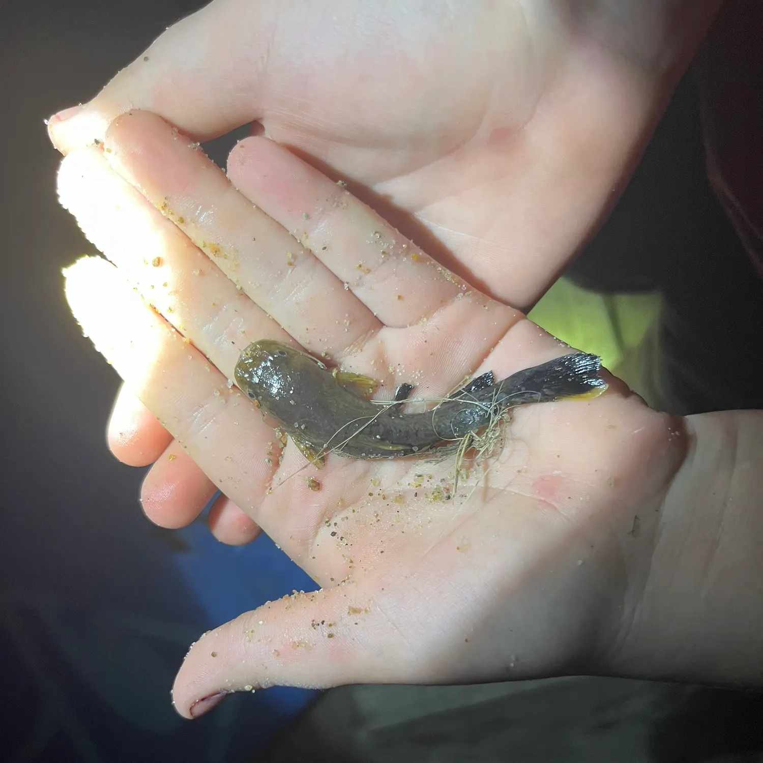Flathead catfish caught on Fishbrain