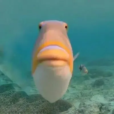 The most recent Queen triggerfish catches on Fishbrain