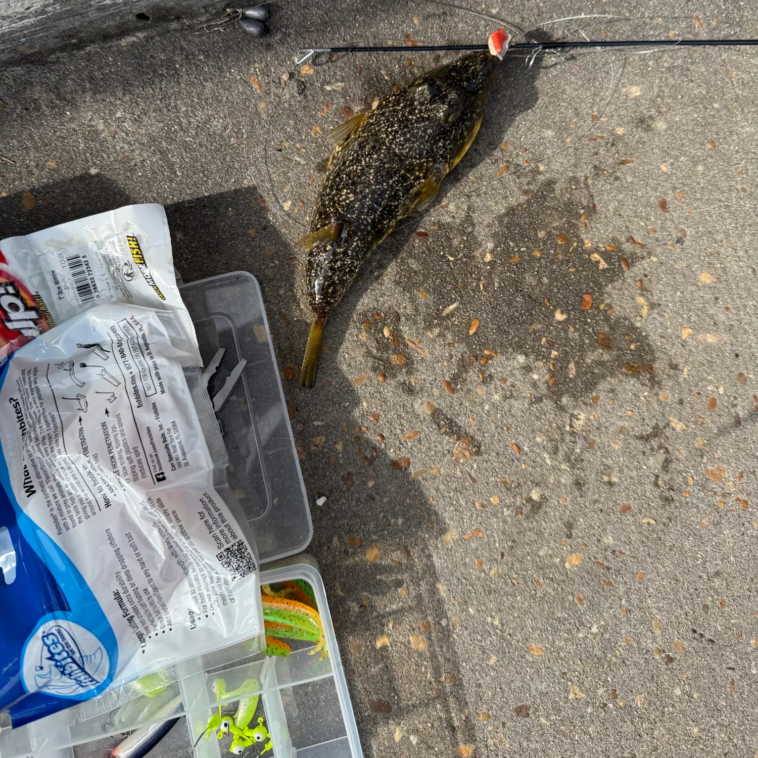 The most recent Checkered puffer catches on Fishbrain