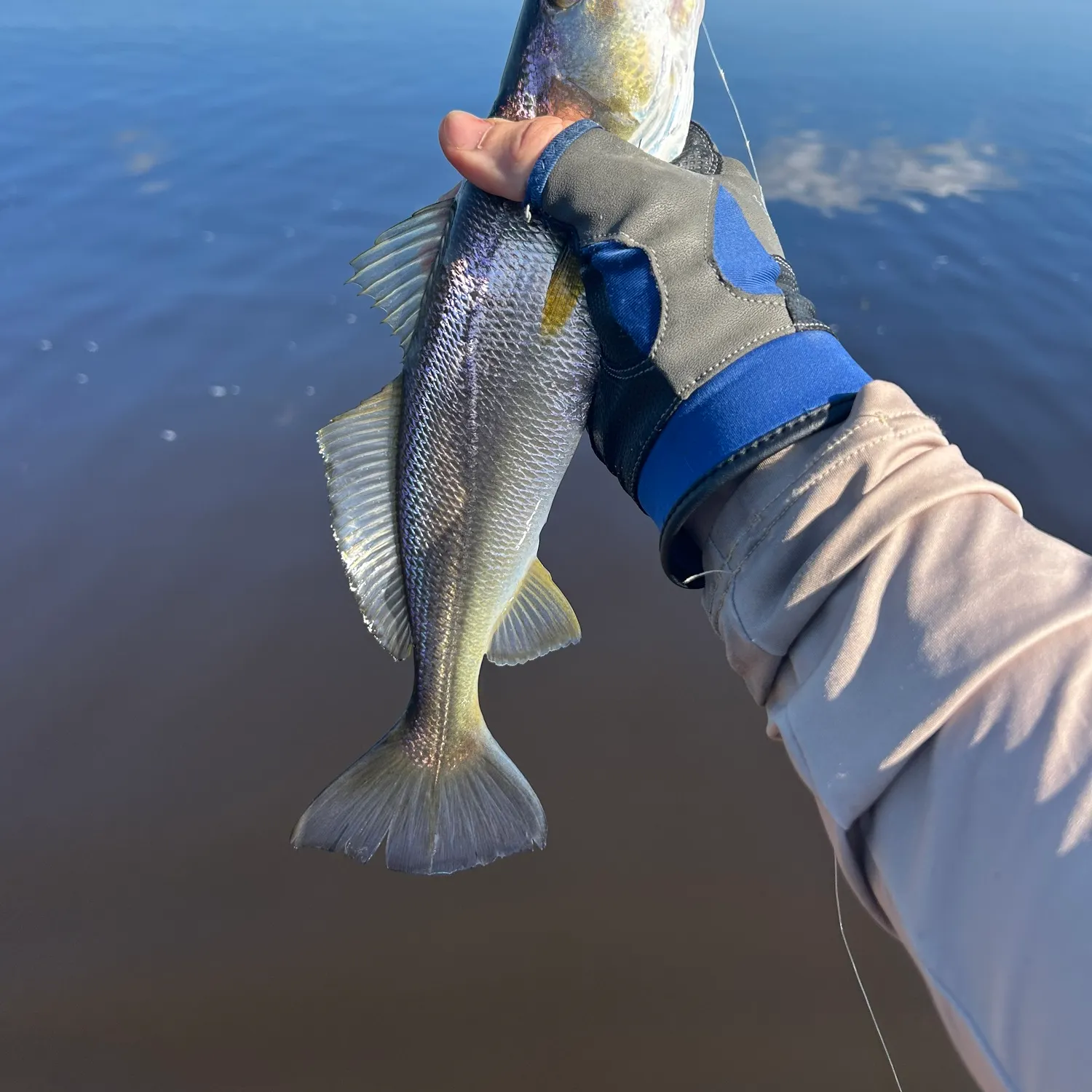 The most recent Sand seatrout catches on Fishbrain