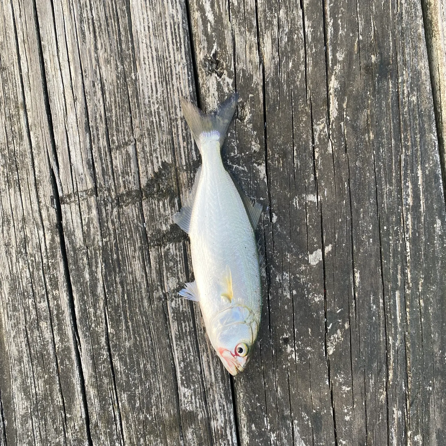 Bluefish caught on Fishbrain