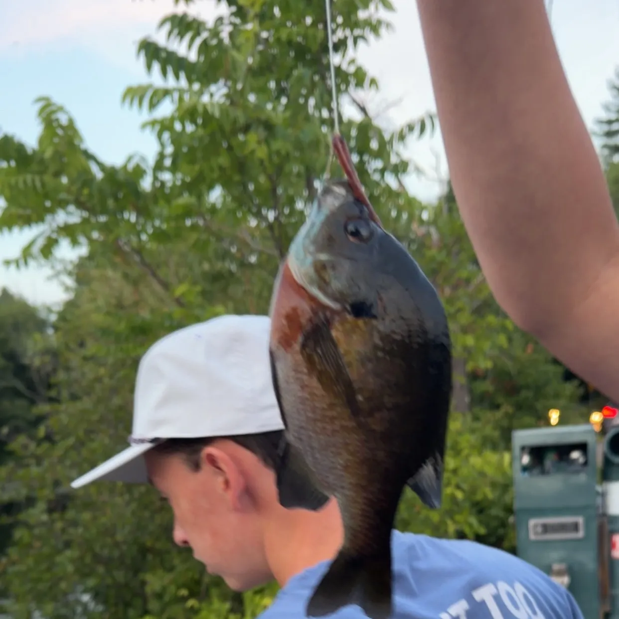 Bluegill caught on Fishbrain