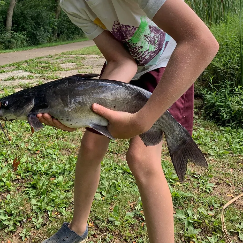 Channel catfish caught on Fishbrain