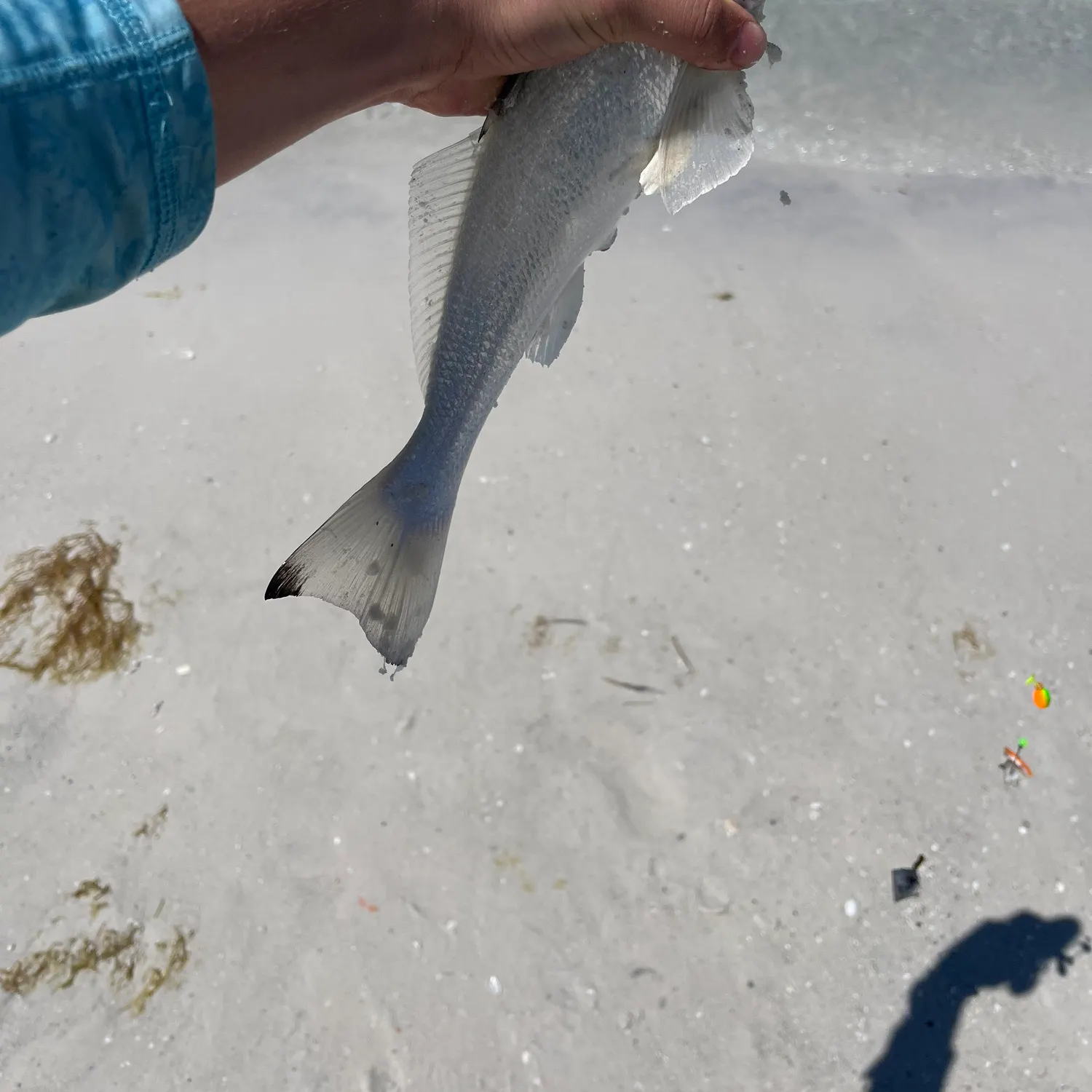 The most recent Gulf kingcroaker catches on Fishbrain