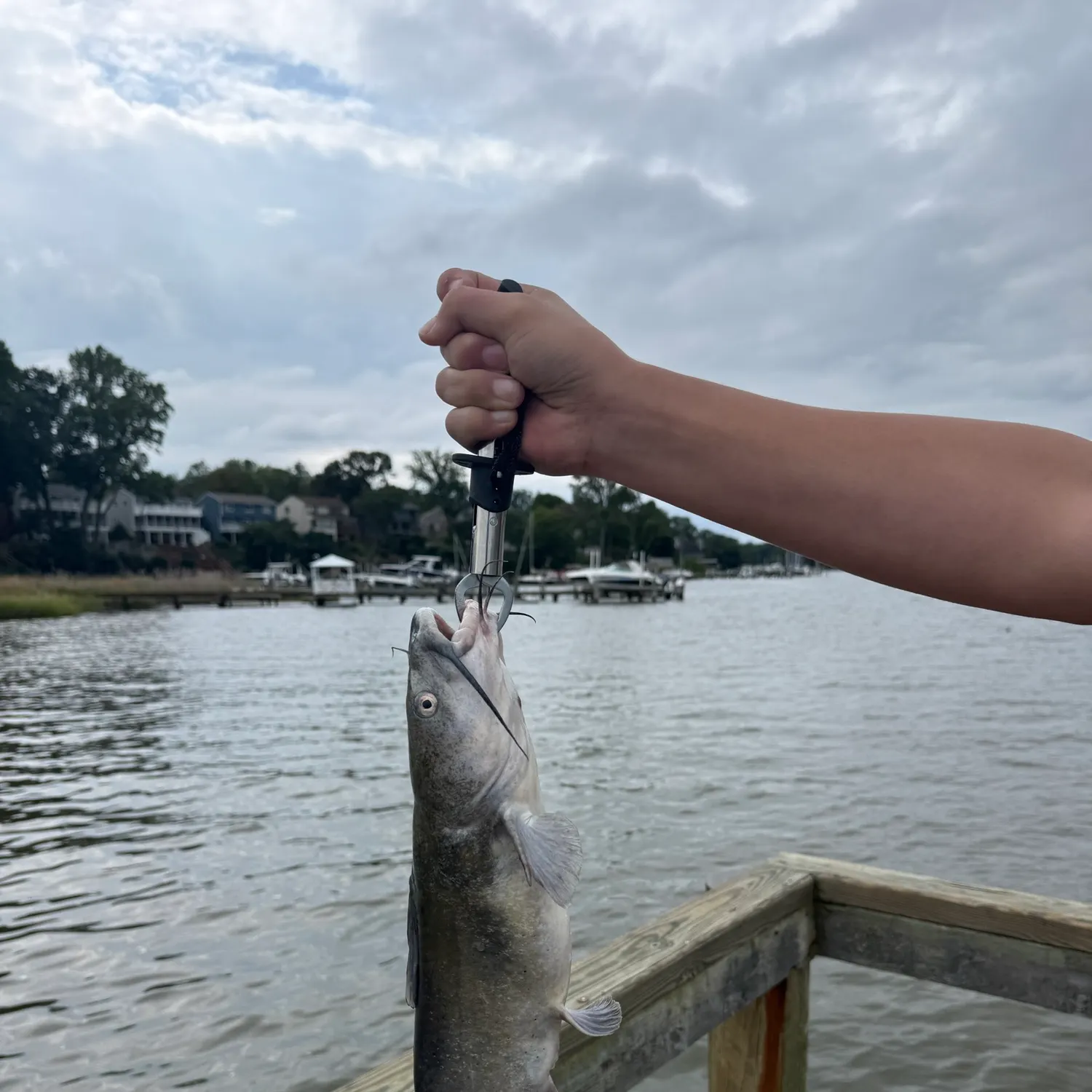 White bullhead caught on Fishbrain