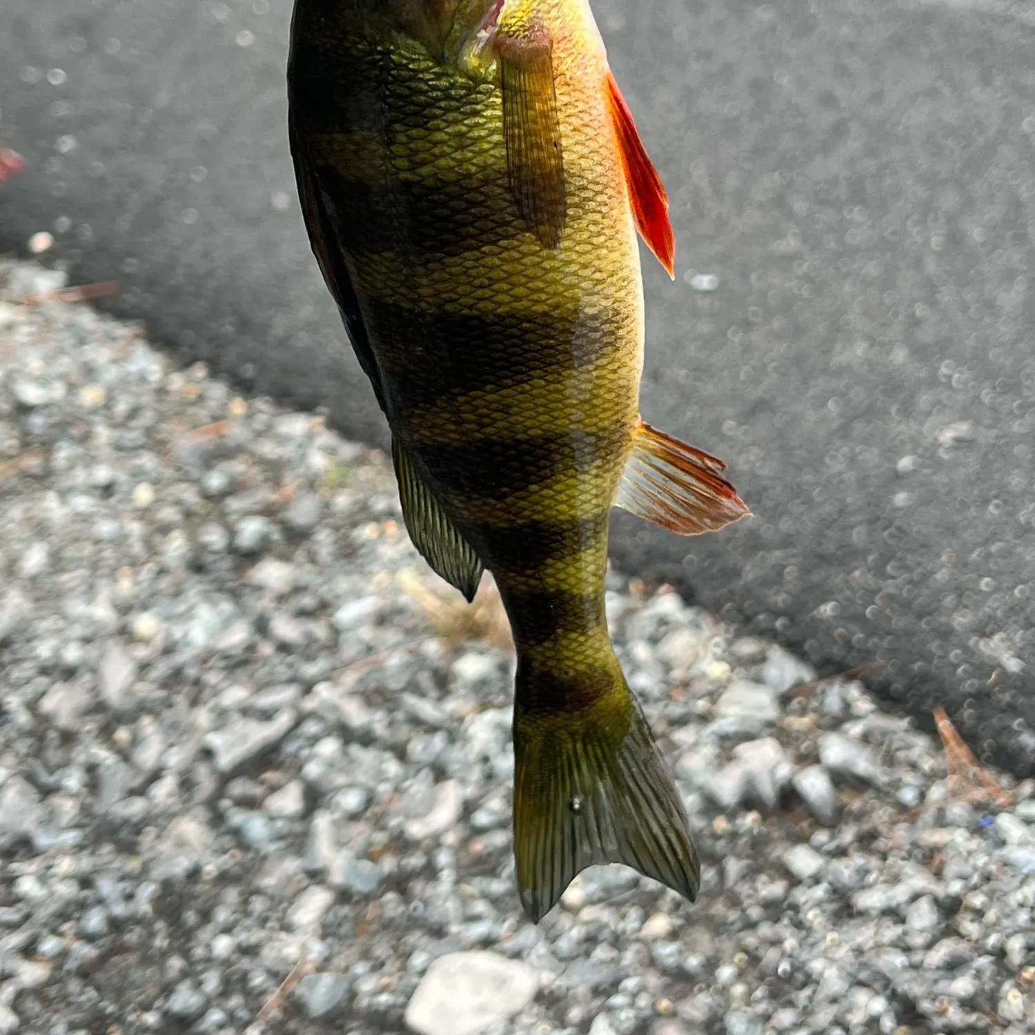 Yellow perch caught on Fishbrain