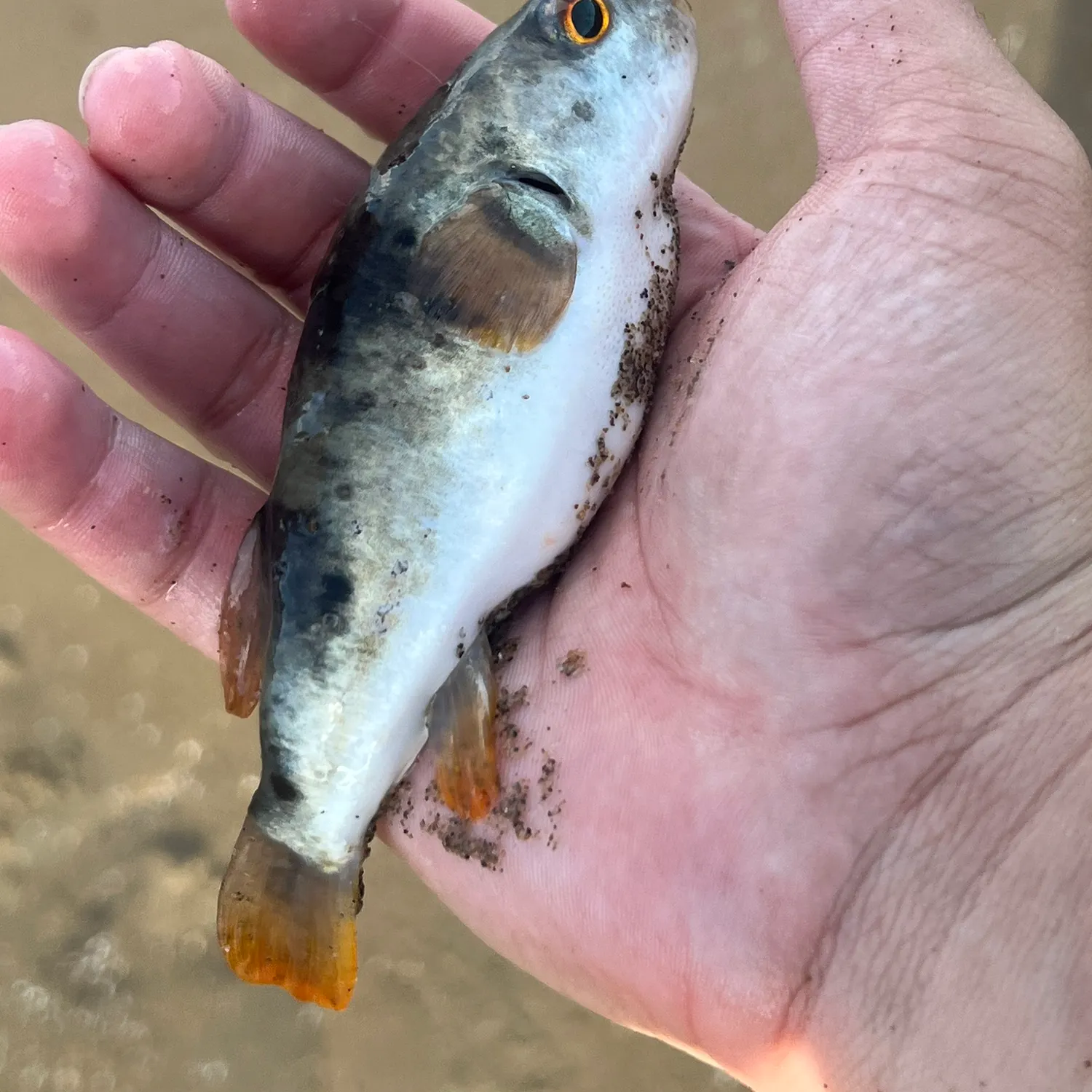 The most recent Smooth toadfish catches on Fishbrain