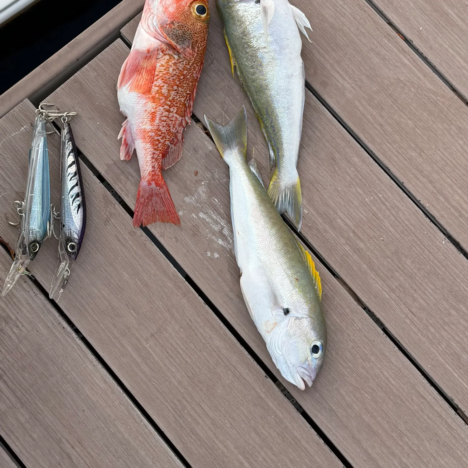 The most recent Blackbelly rosefish catches on Fishbrain