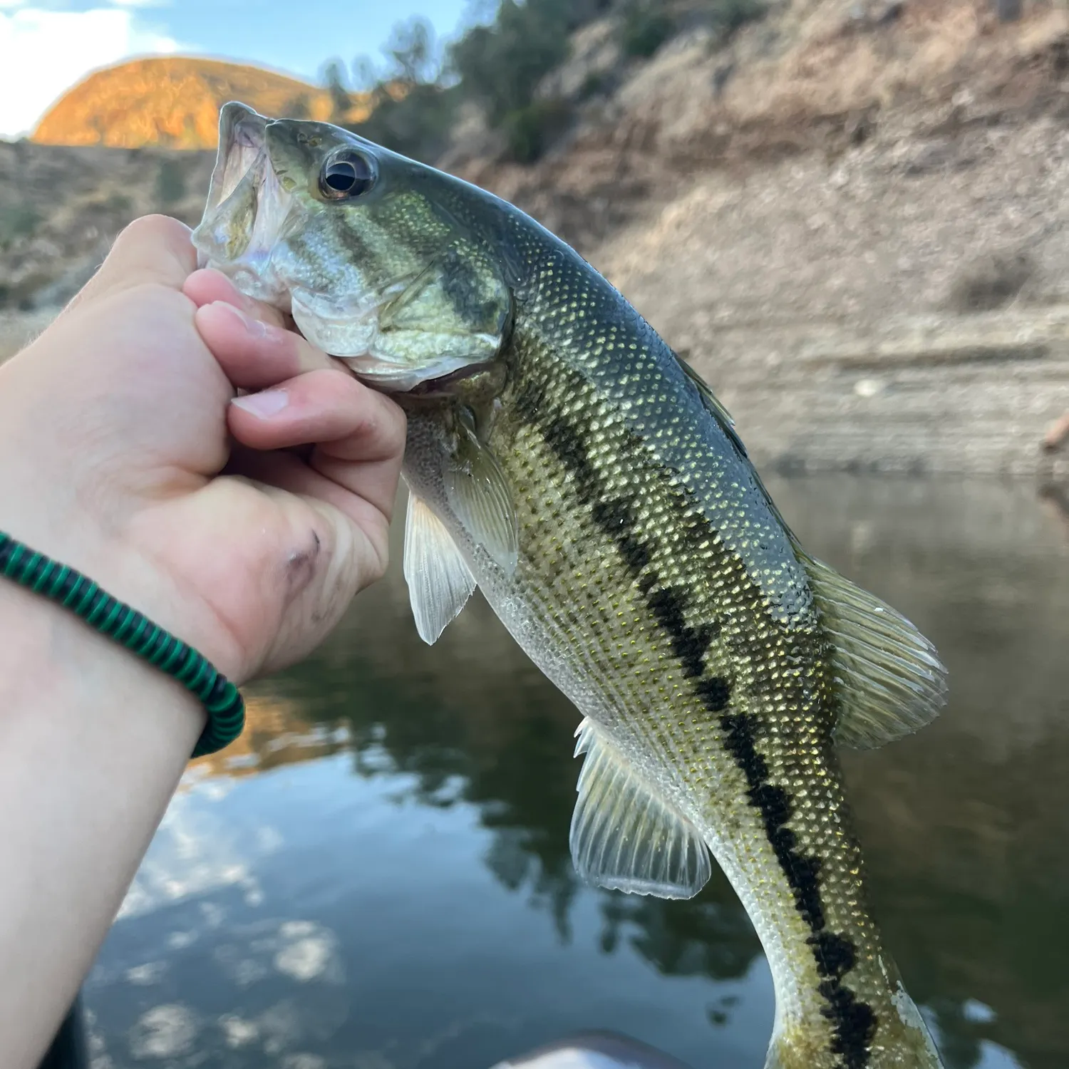Spotted bass caught on Fishbrain
