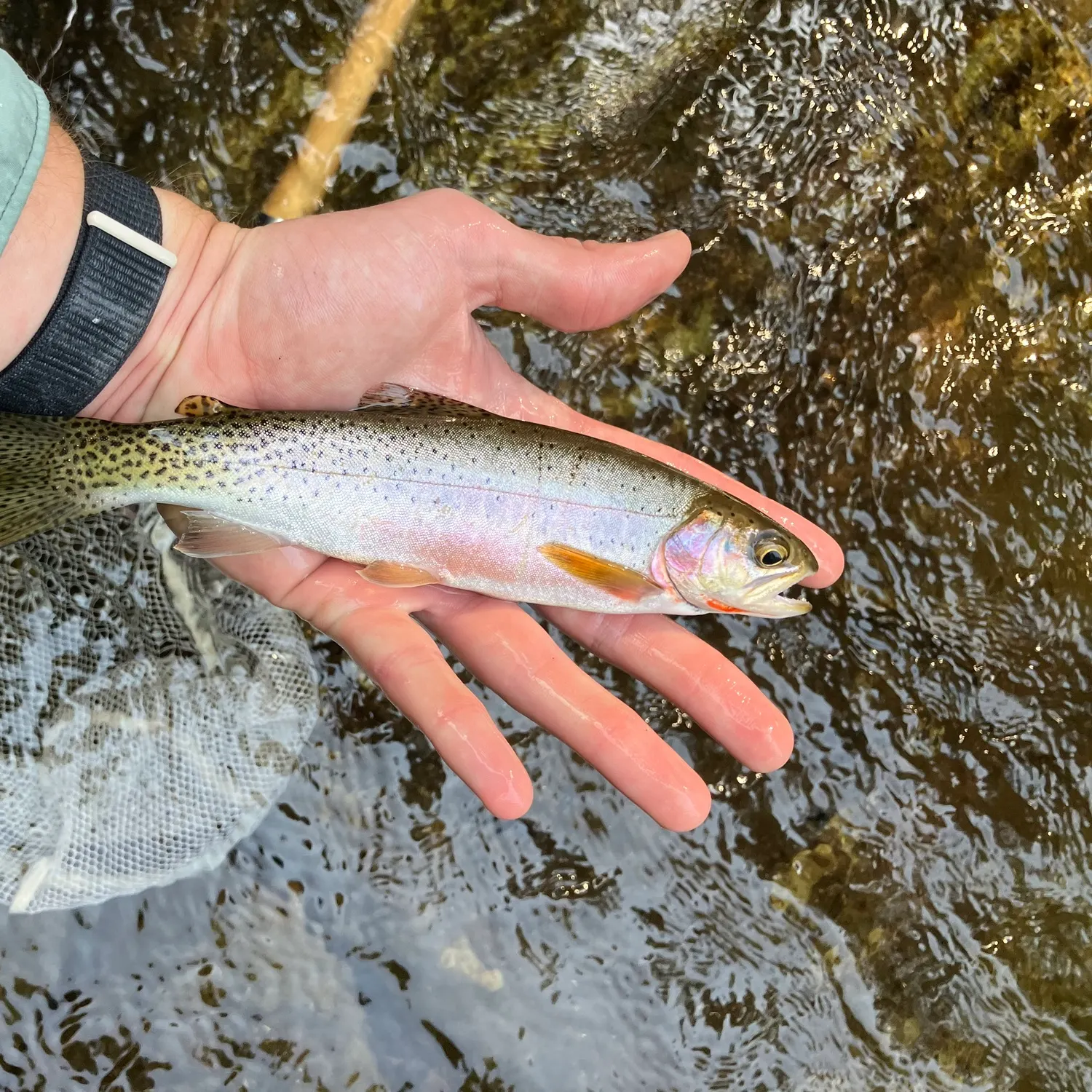 The most recent Westslope cutthroat trout catches on Fishbrain
