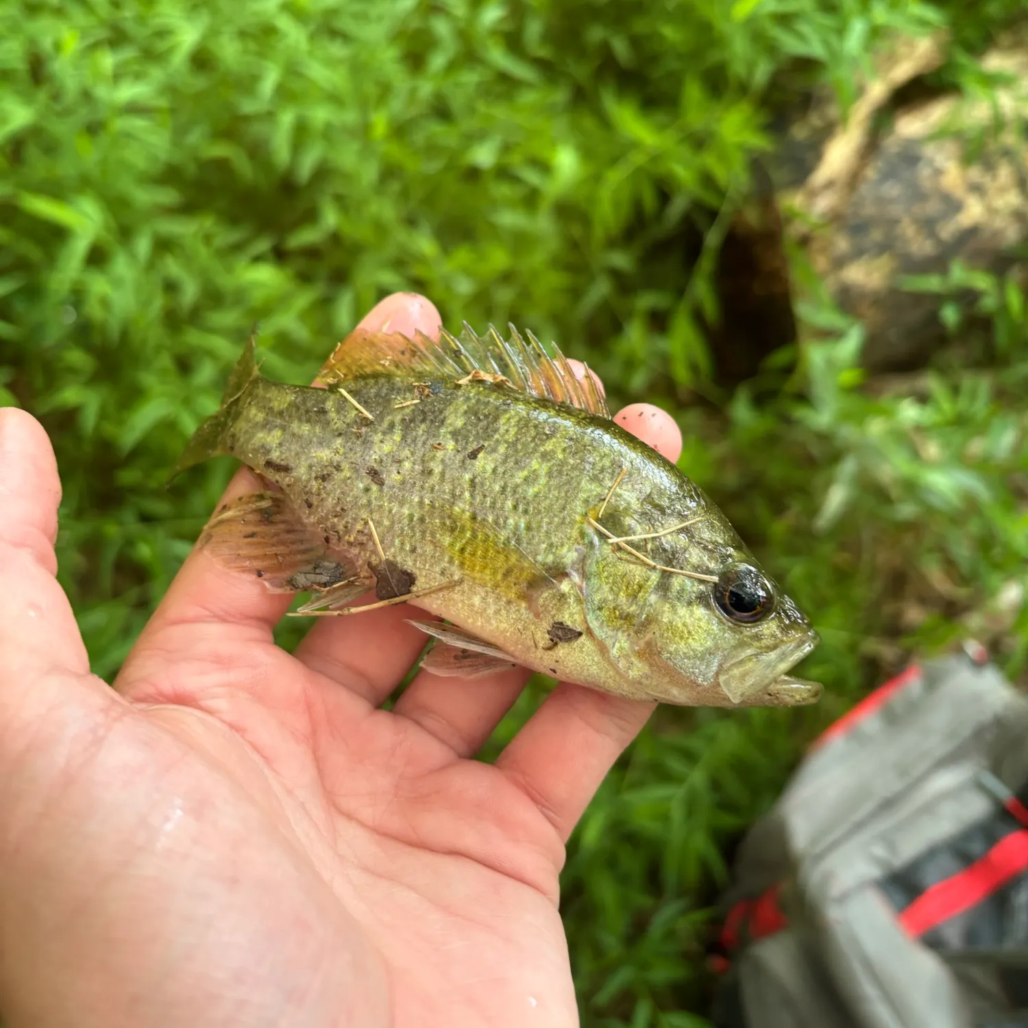 Fish caught on Fishbrain