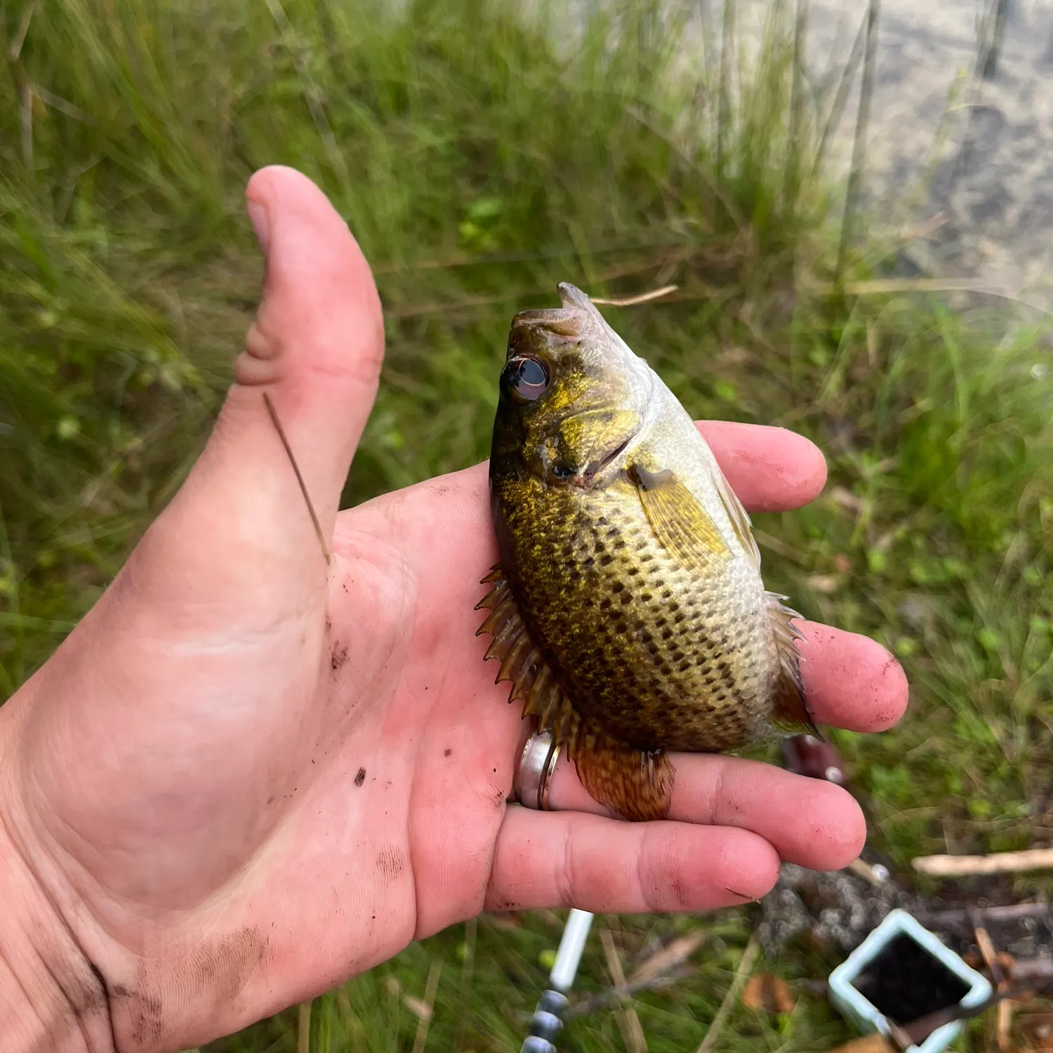 Rock bass caught on Fishbrain